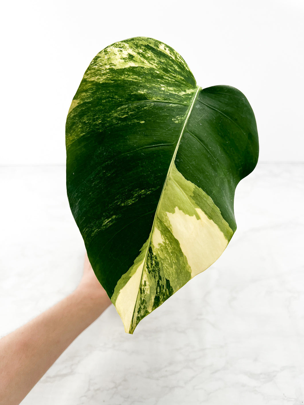 Monstera Aurea Tricolor 1 leaf Slightly Rooted