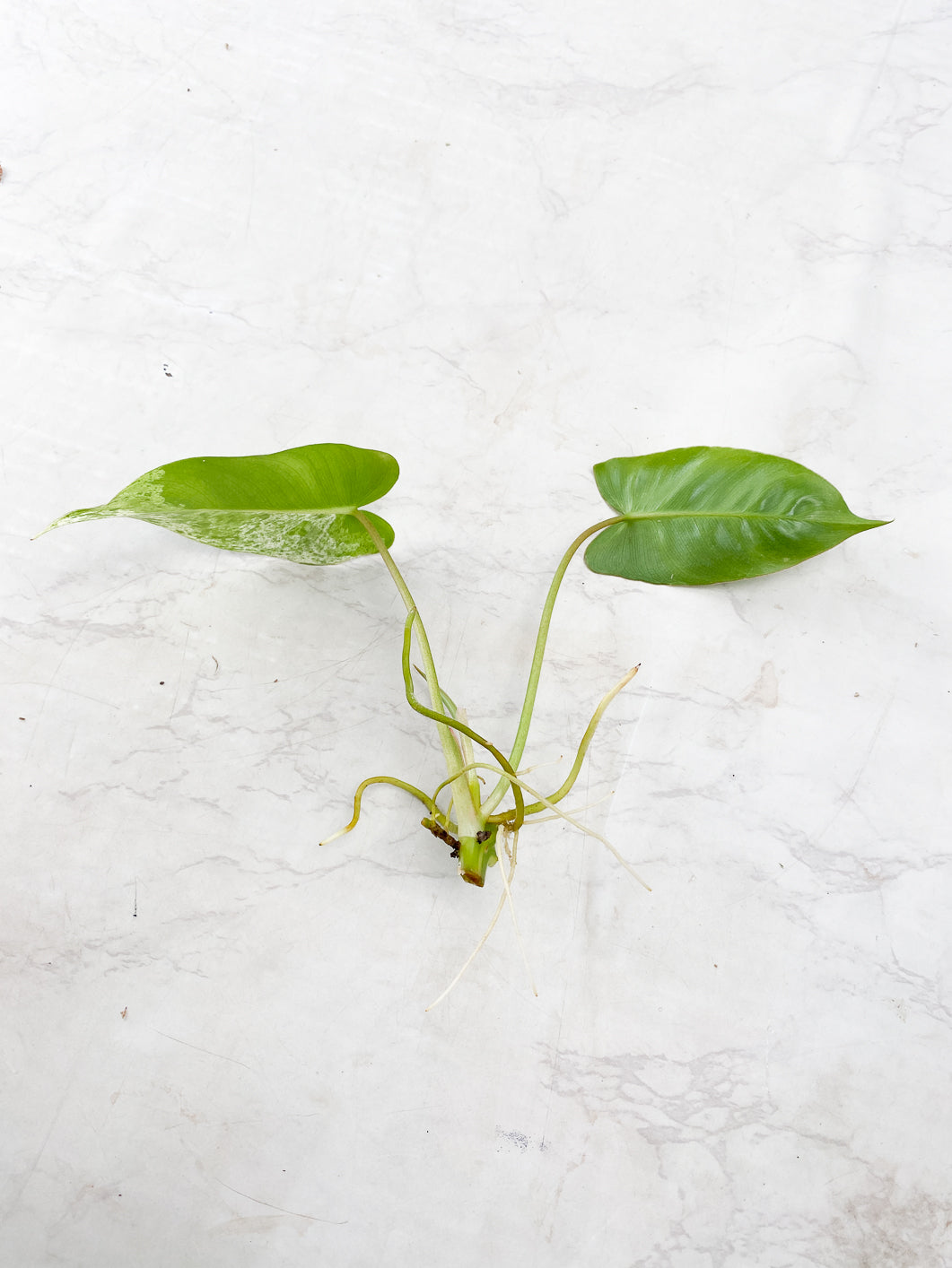Philodendron Burle Marx Mint 2 leaves 1 sprout rooting
