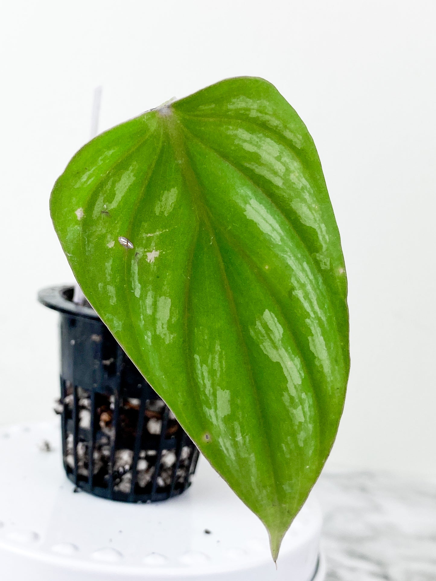 Philodendron Mamei Silver Cloud  slightly rooted 1 leaf