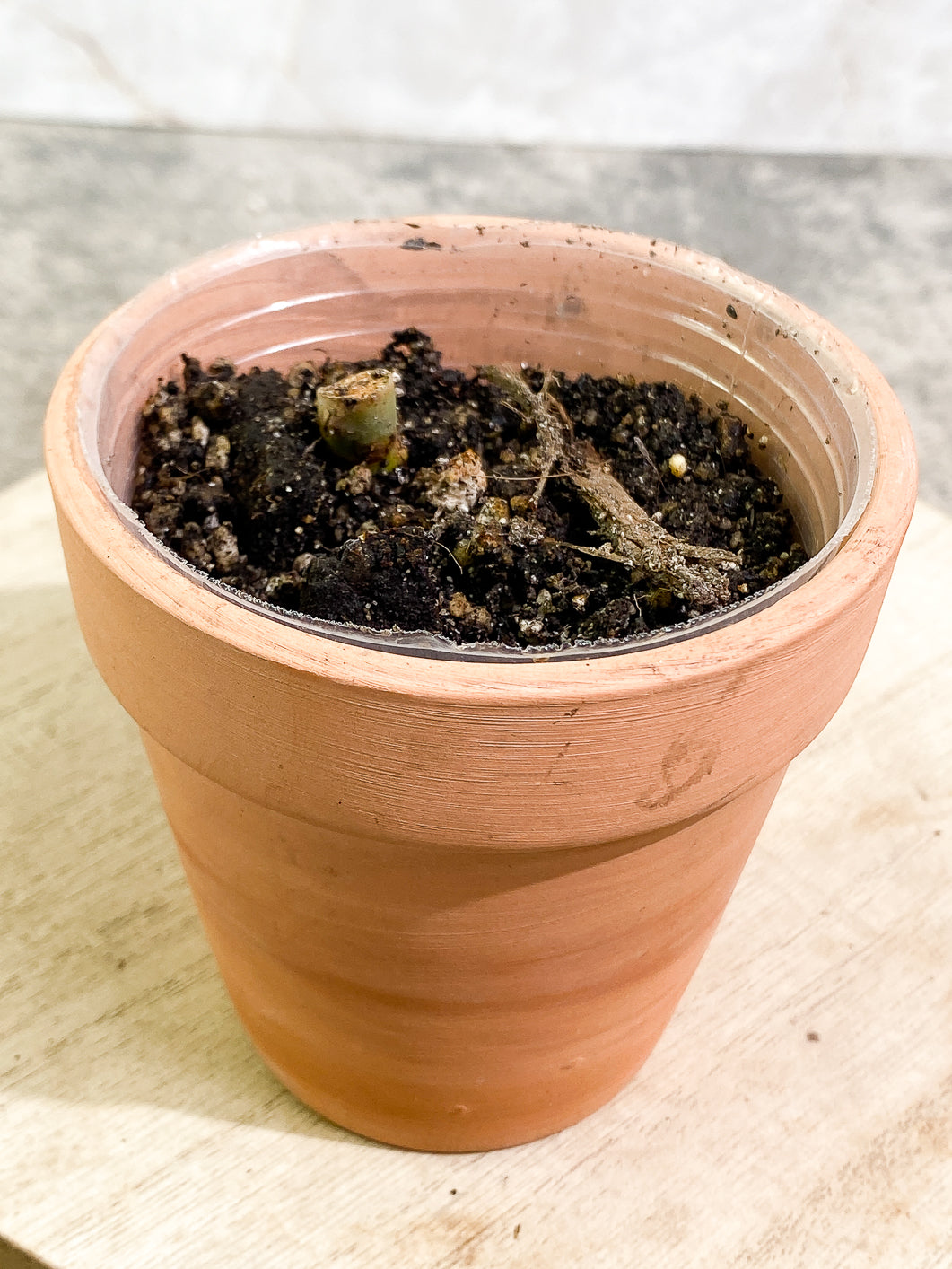 Free Add-on: Philodendron Paraiso Verde fully rooted node 1 bud: Do Not Buy