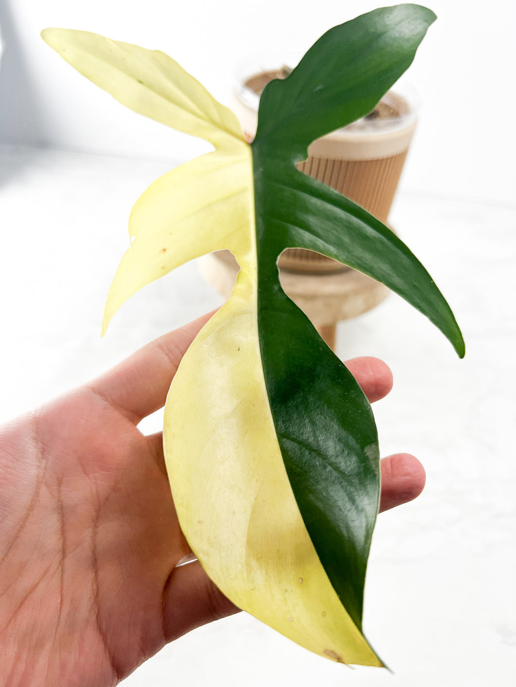 Philodendron Florida Beauty 1 leaf 1 growing bud Slightly Rooted