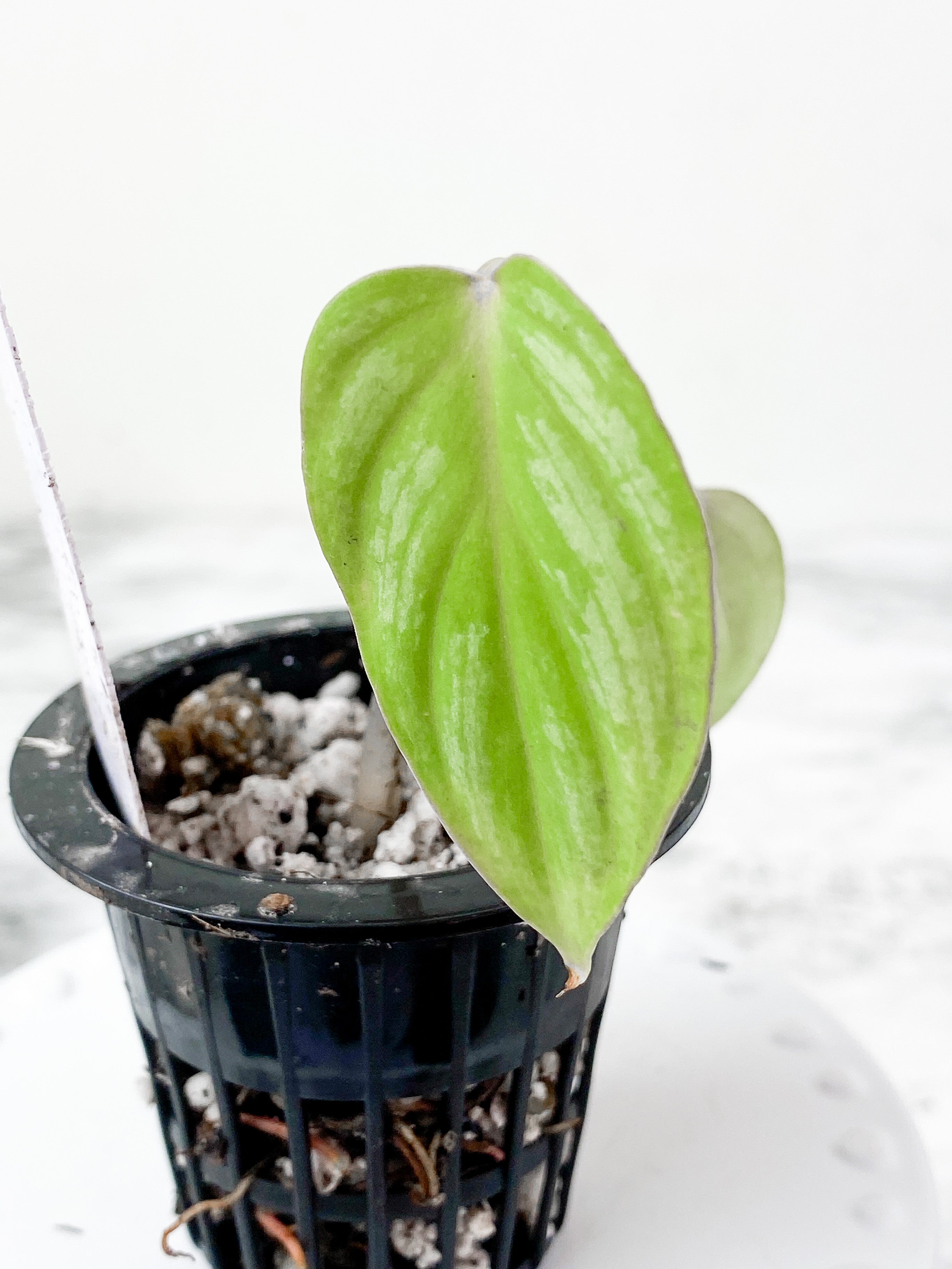 Philodendron Mamei Silver Cloud  rooted 2 leaves