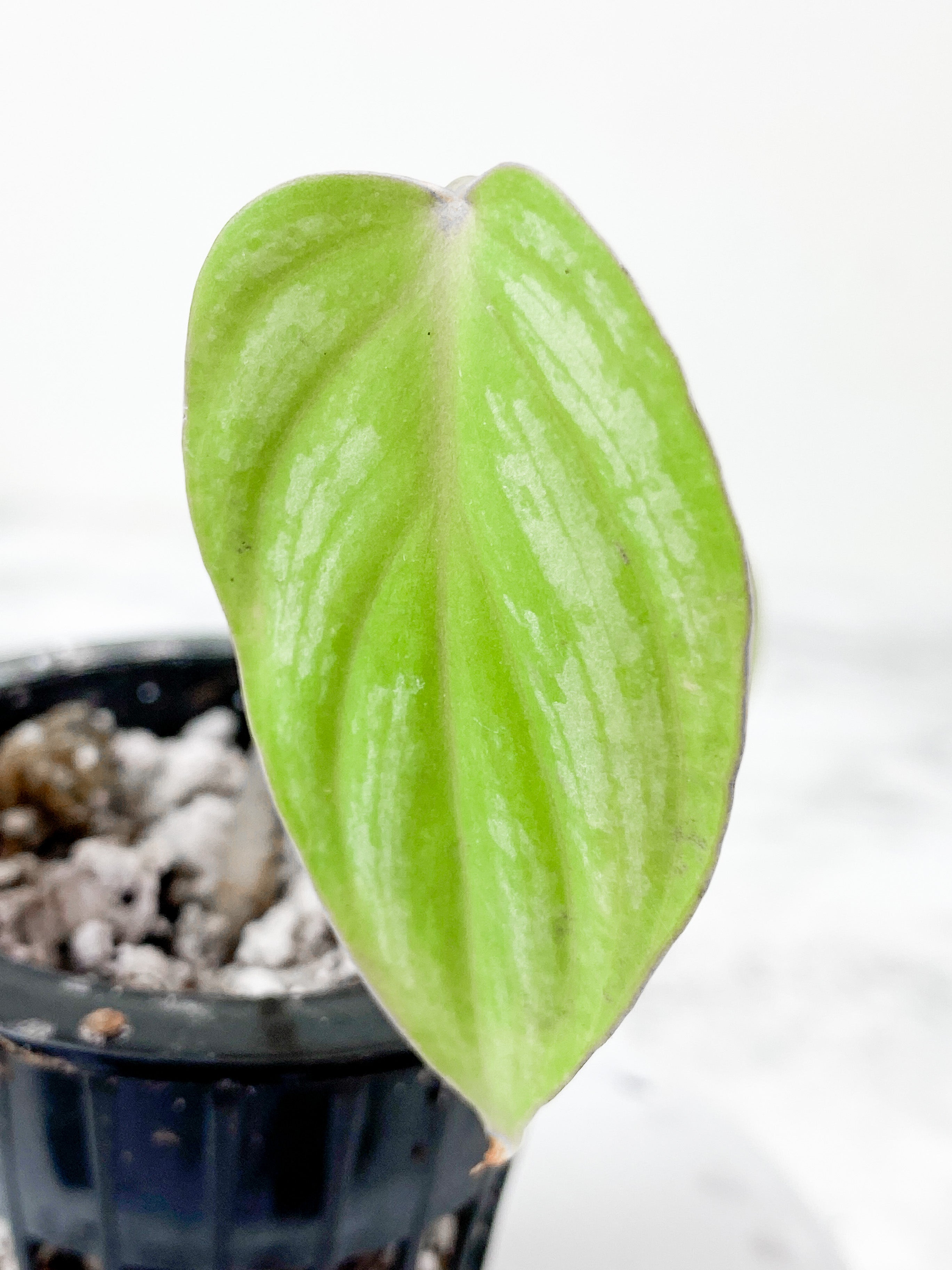 Philodendron Mamei Silver Cloud  rooted 2 leaves