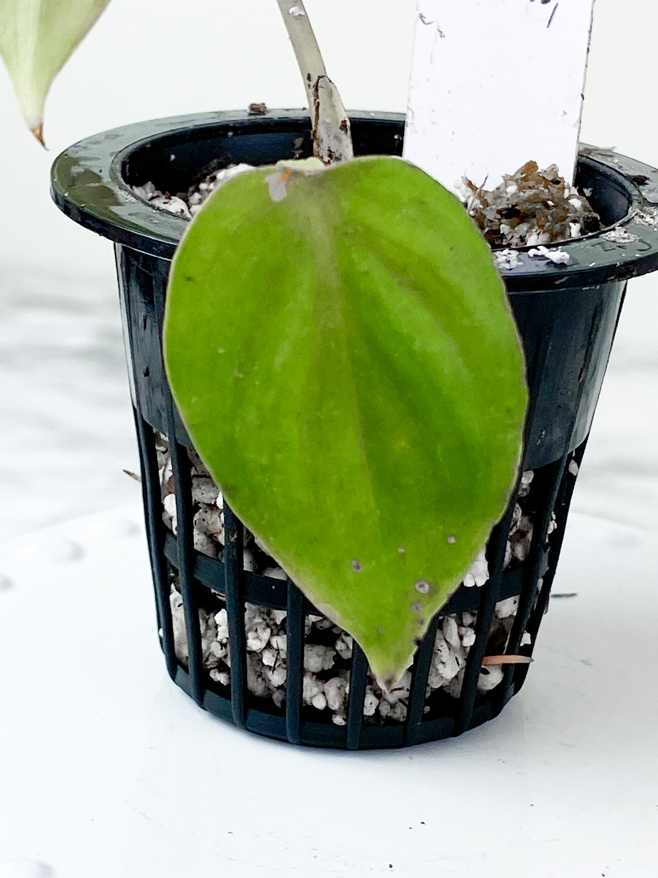 Philodendron Mamei Silver Cloud  rooted 2 leaves