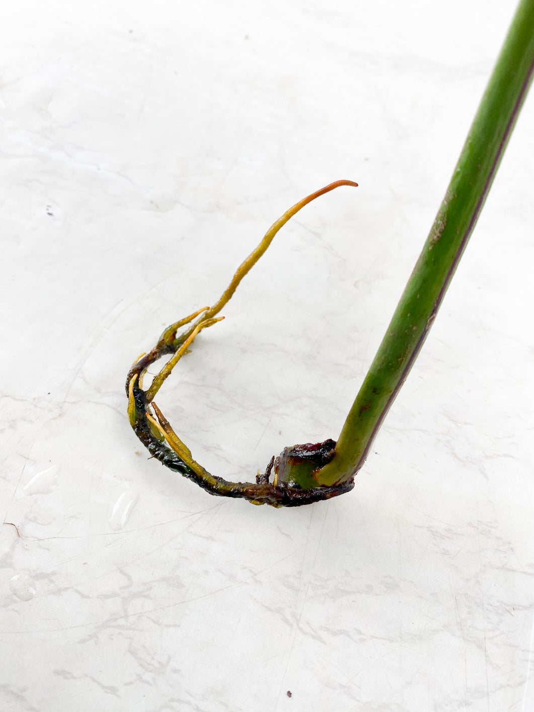 Philodendron Red Moon Variegated rooting node (leafless)