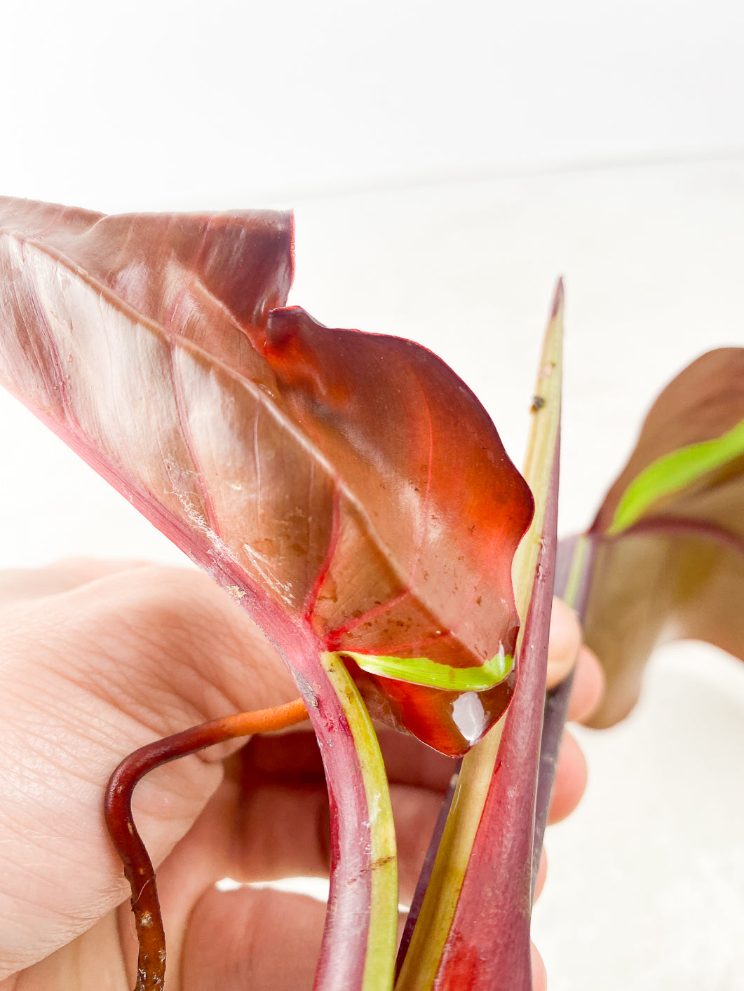 Philodendron Red Moon Variegated 2 leaves 1 sprout rooting top cutting