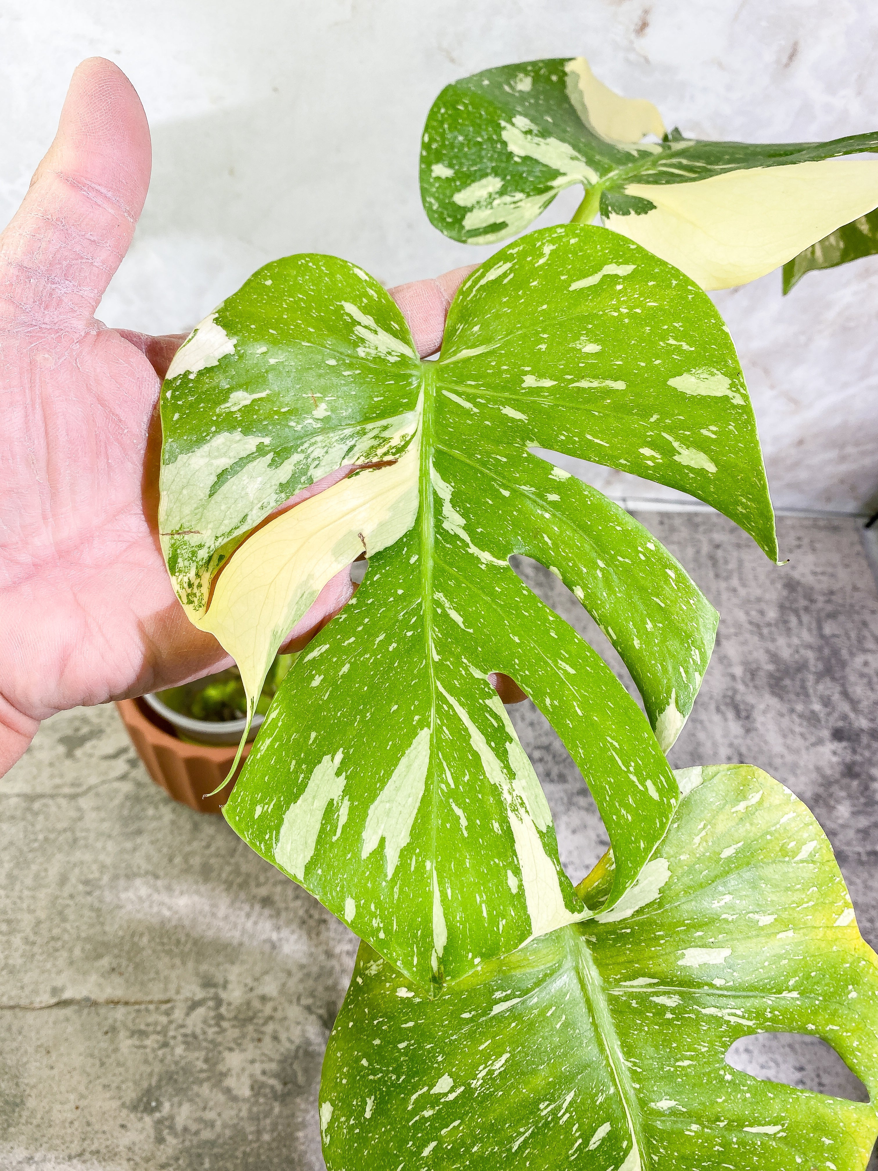 Monstera Thai Constellation  3 big leaves Highly Variegated  Top Cutting with 2 additional nodes