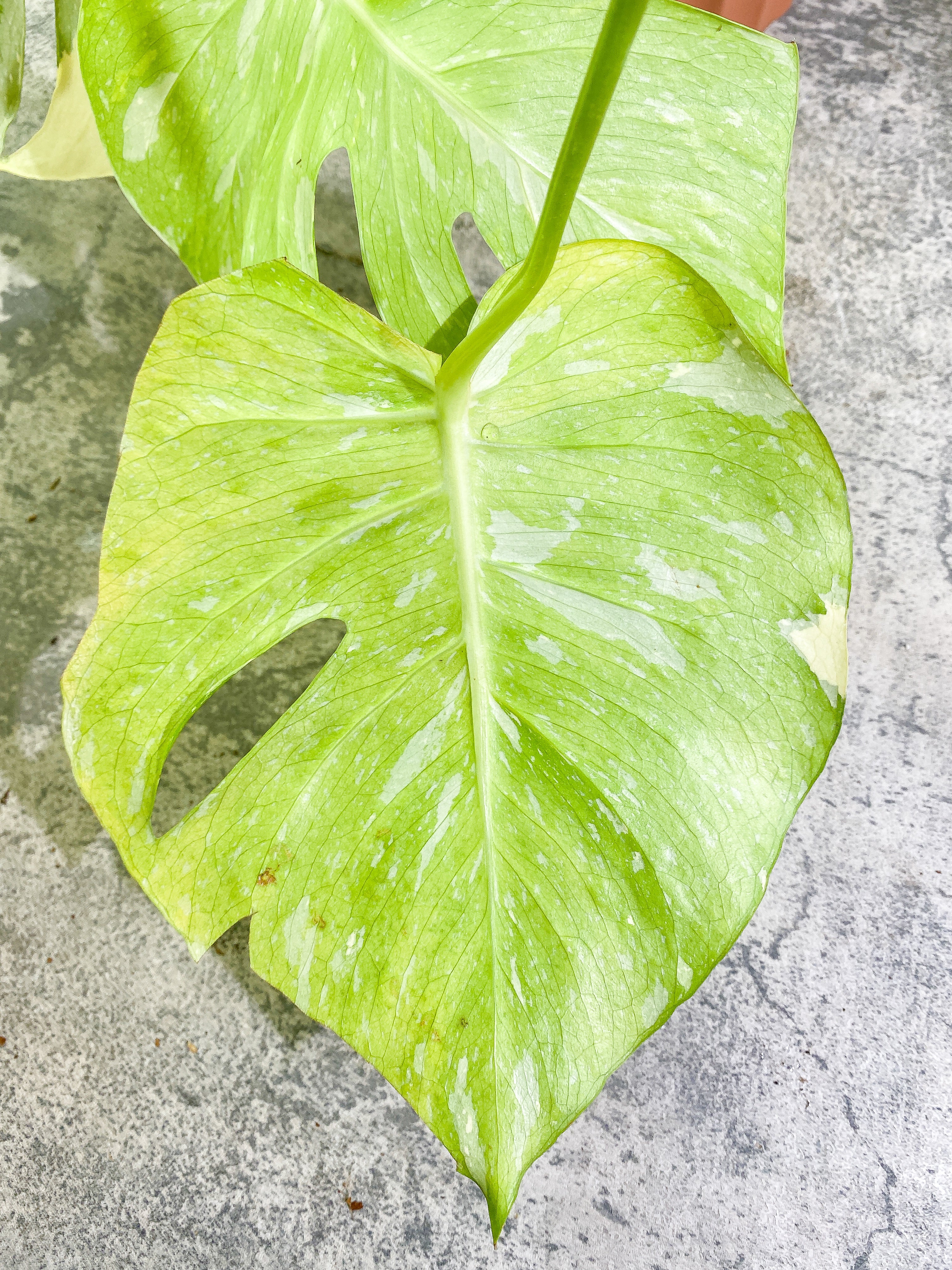 Monstera Thai Constellation  3 big leaves Highly Variegated  Top Cutting with 2 additional nodes