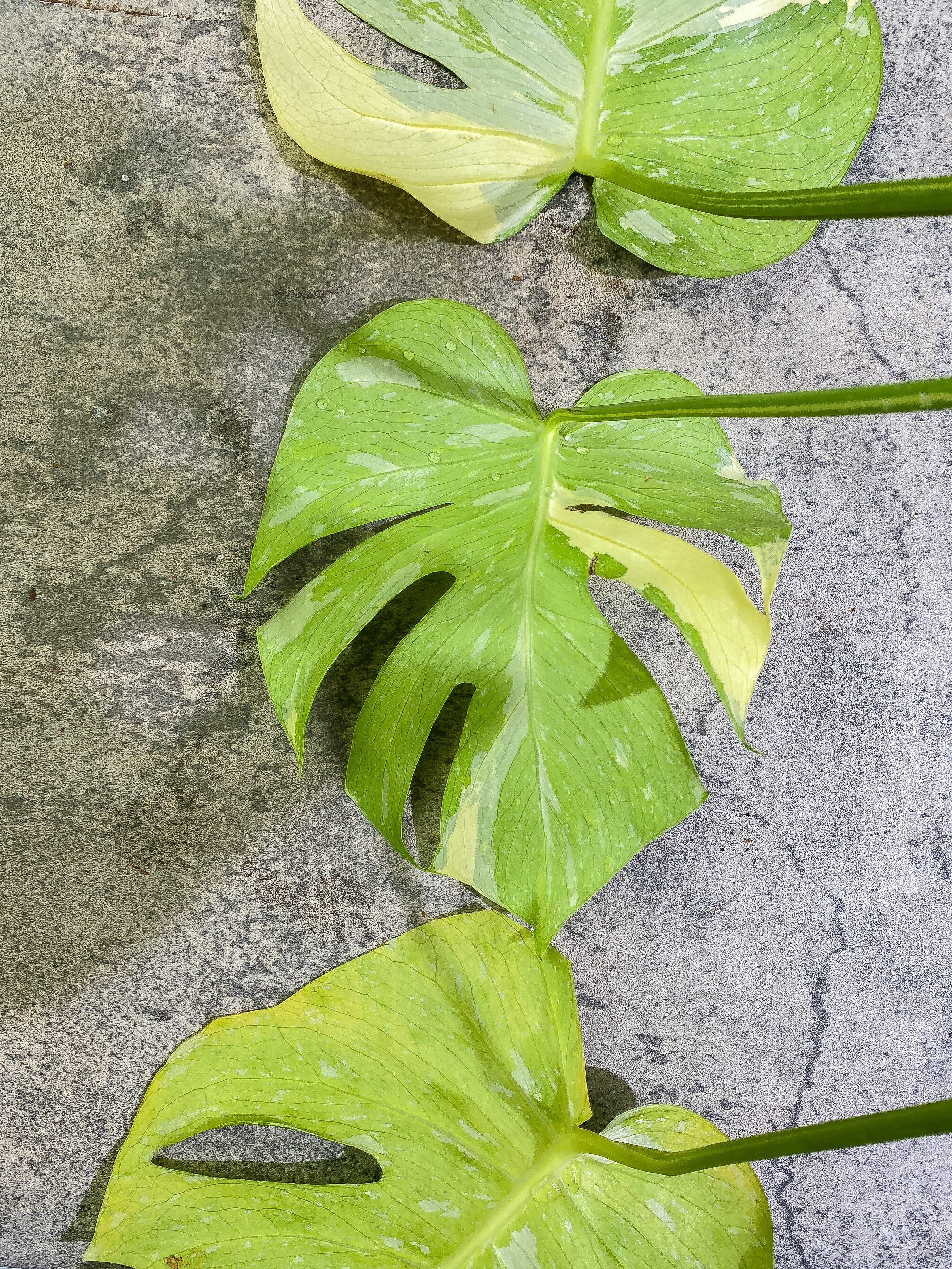 Monstera Thai Constellation  3 big leaves Highly Variegated  Top Cutting with 2 additional nodes