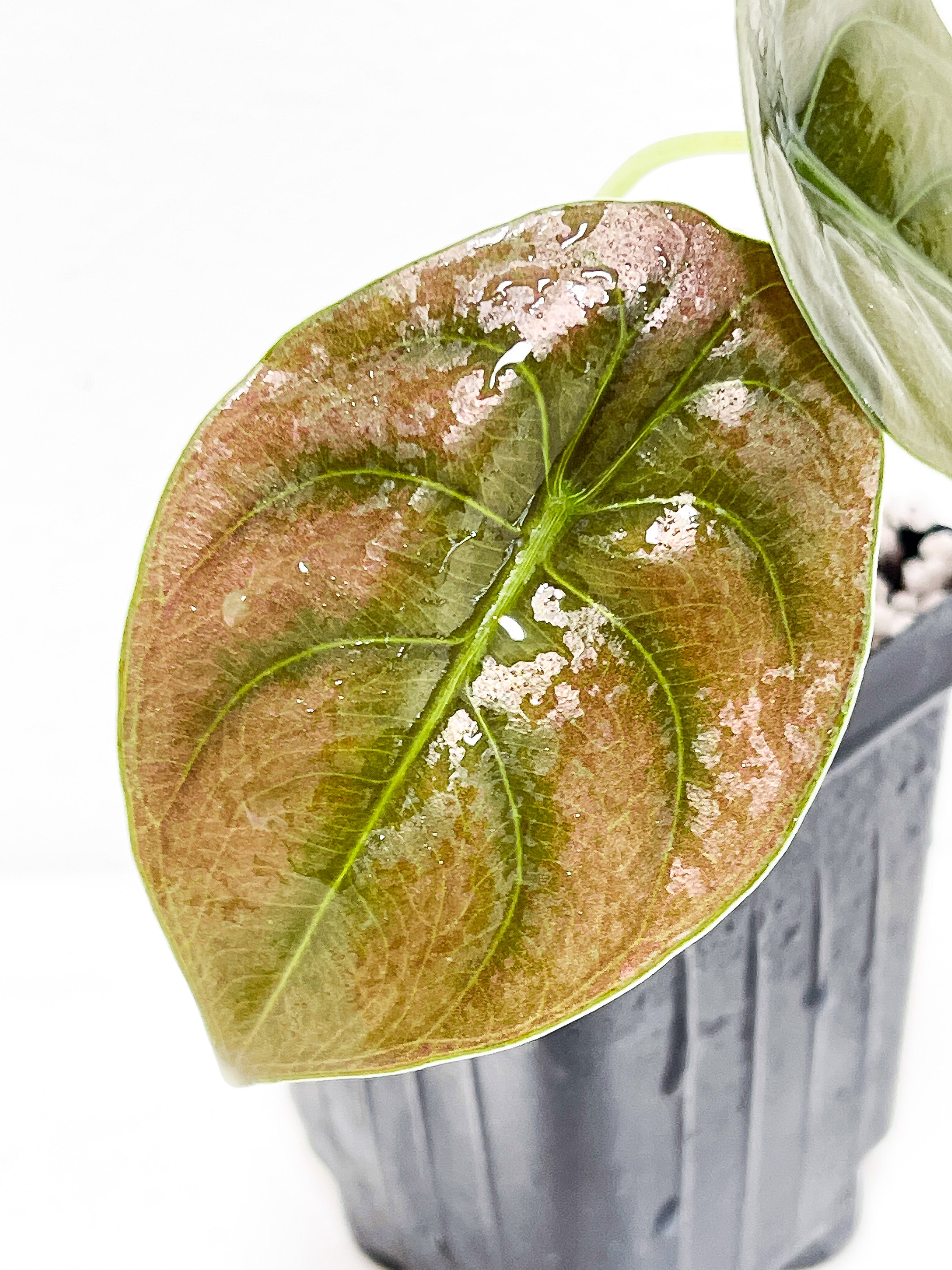 Alocasia Cuprea 2 leaves