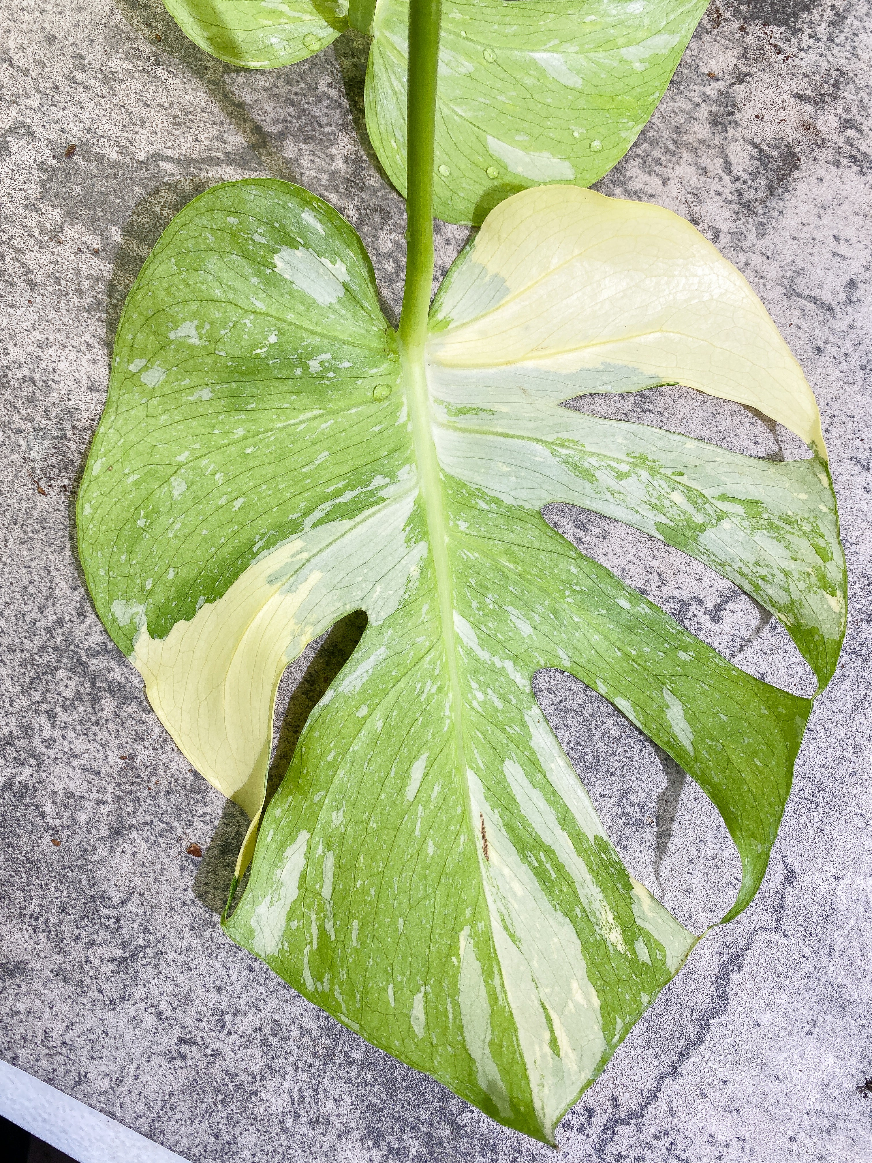 Monstera Thai Constellation  3 big leaves Highly Variegated  Top Cutting with 2 additional nodes