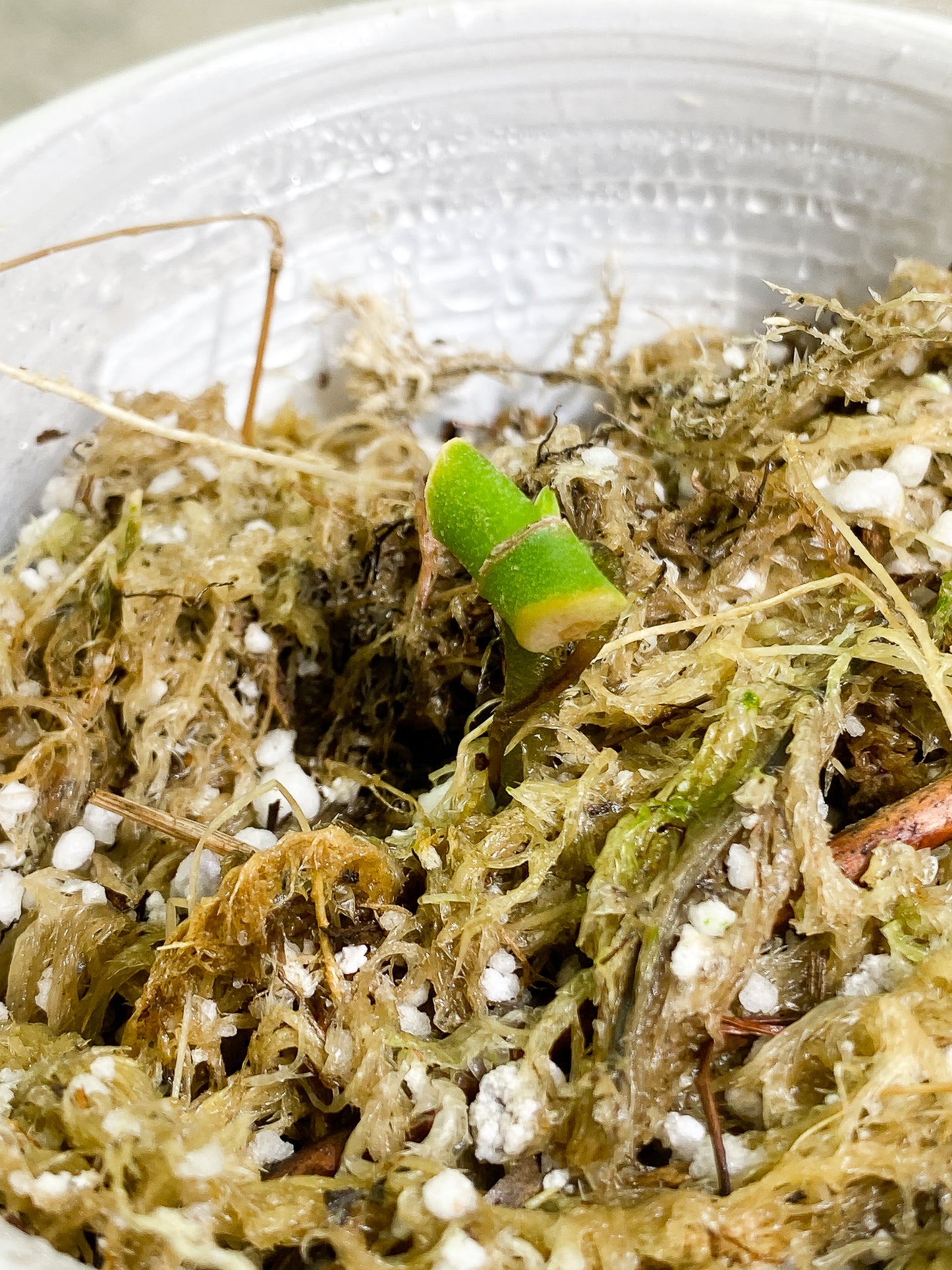 Monstera Adansonii Albo Variegated Slightly Rooted node