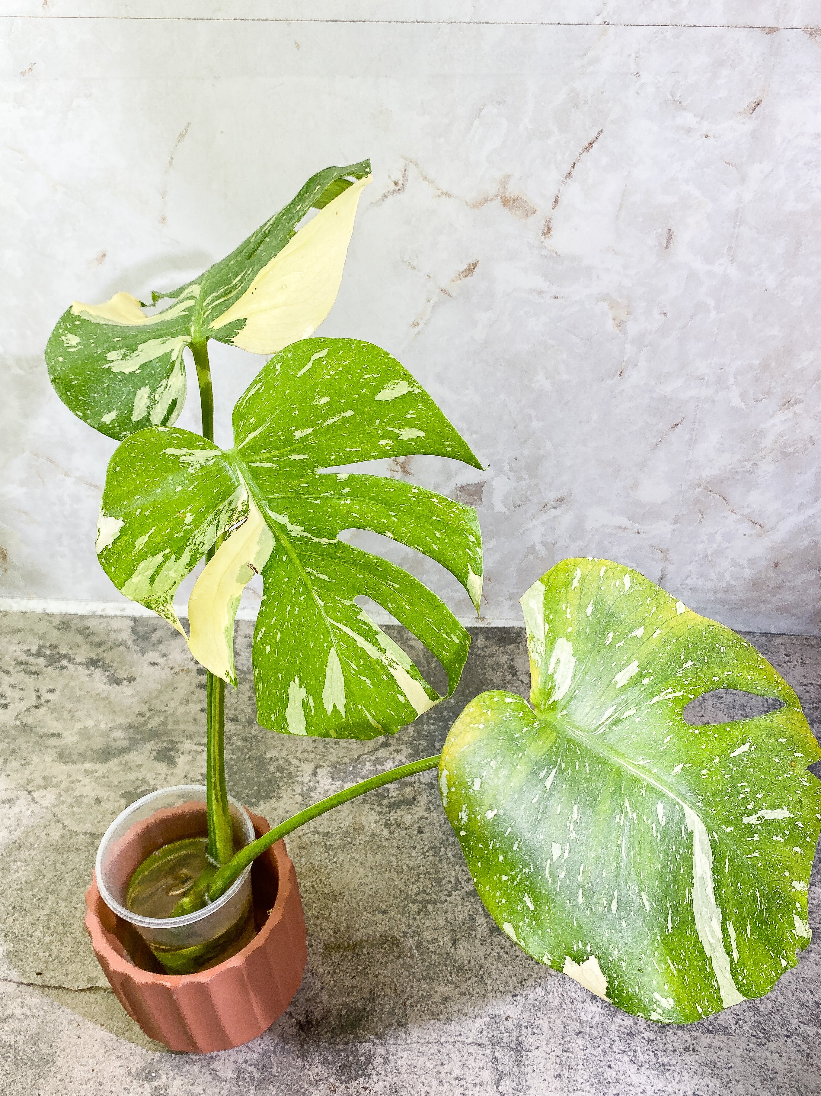 Monstera Thai Constellation  3 big leaves Highly Variegated  Top Cutting with 2 additional nodes