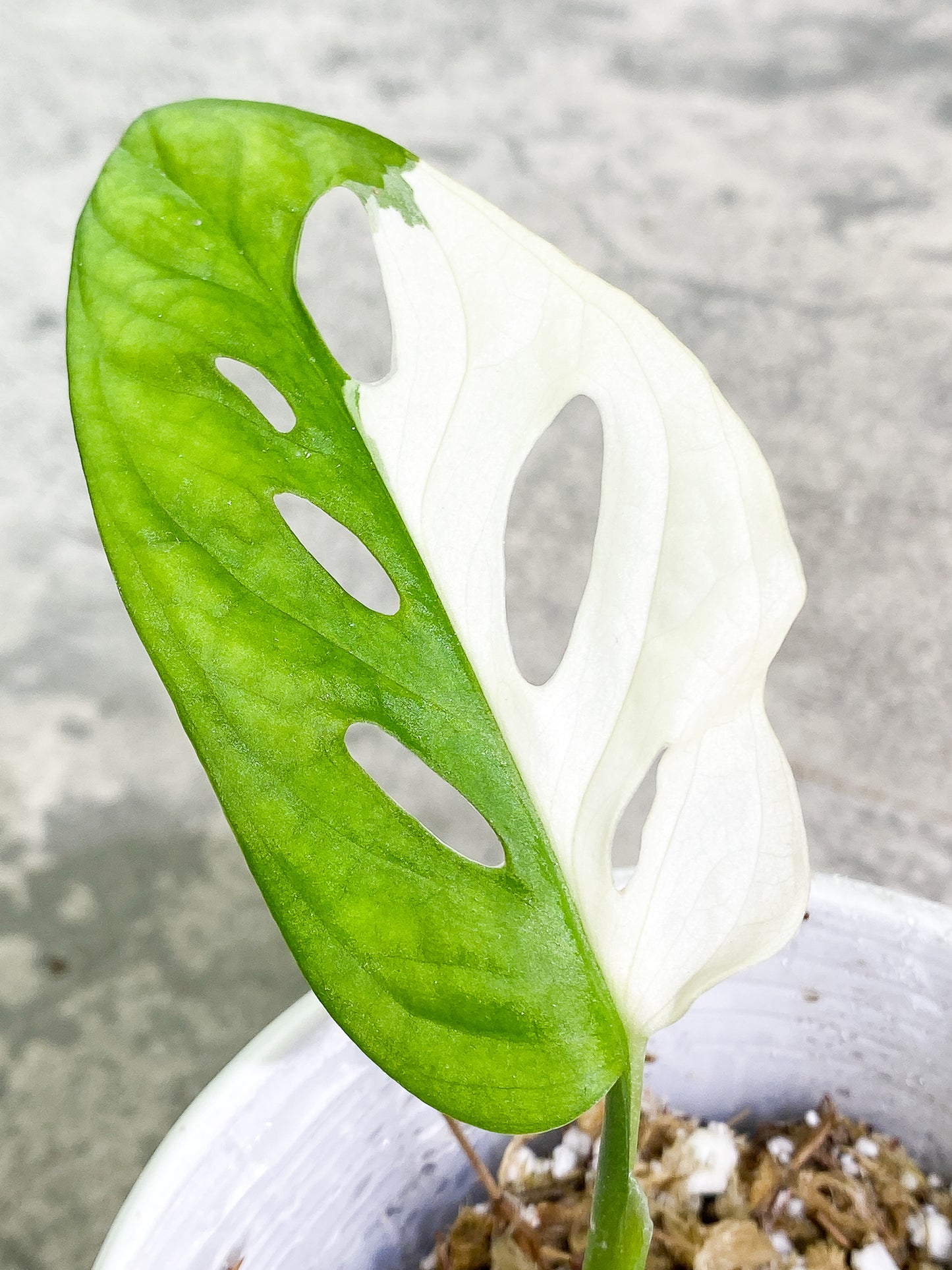 Monstera Adansonii Albo Variegated 1 leaf Slightly Rooted