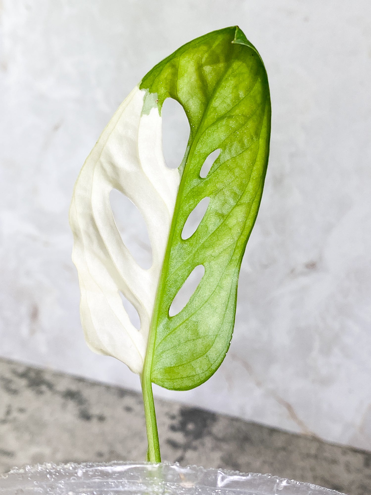 Monstera Adansonii Albo Variegated 1 leaf Slightly Rooted