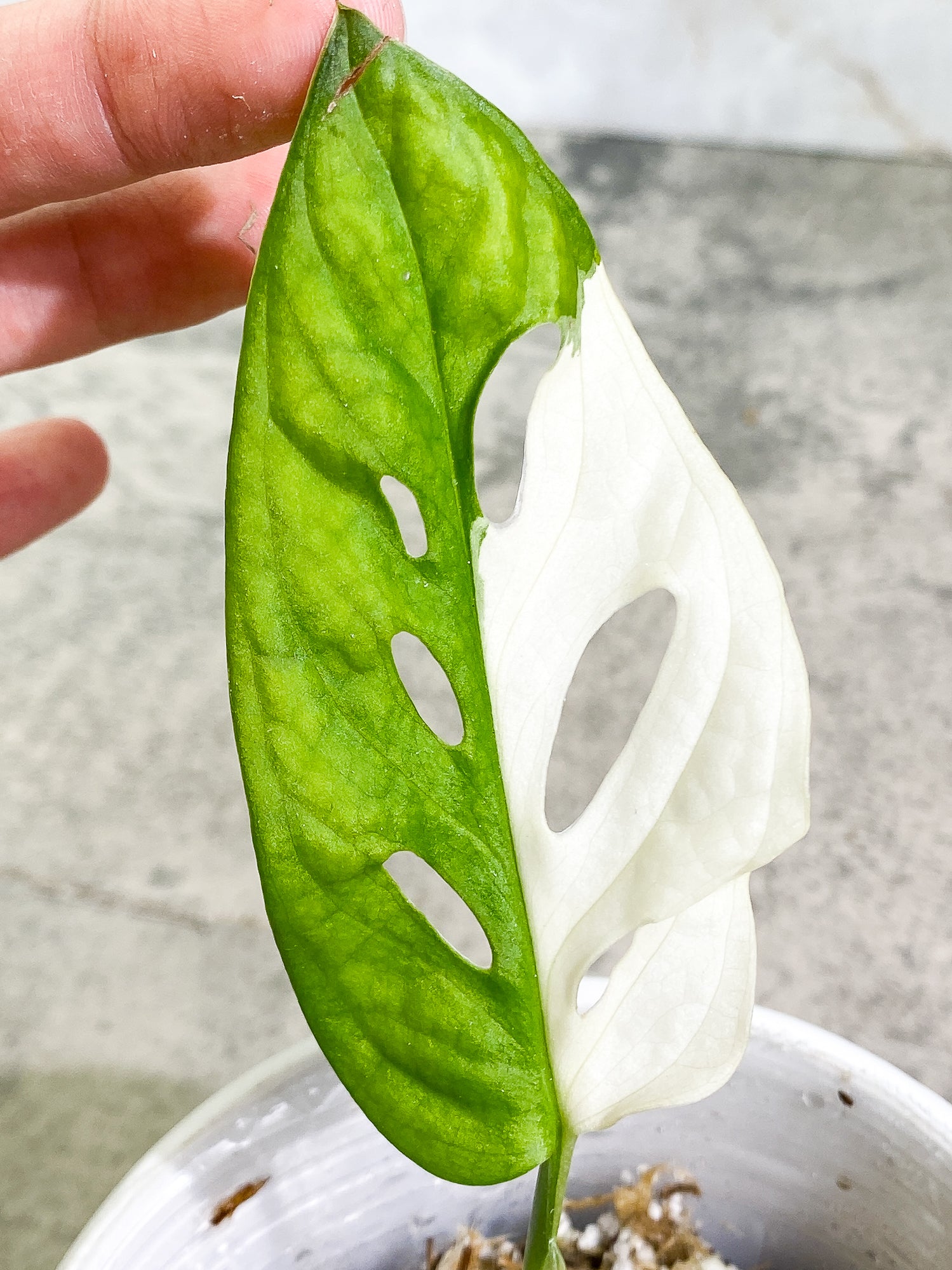 Monstera Adansonii Albo Variegated 1 leaf Slightly Rooted