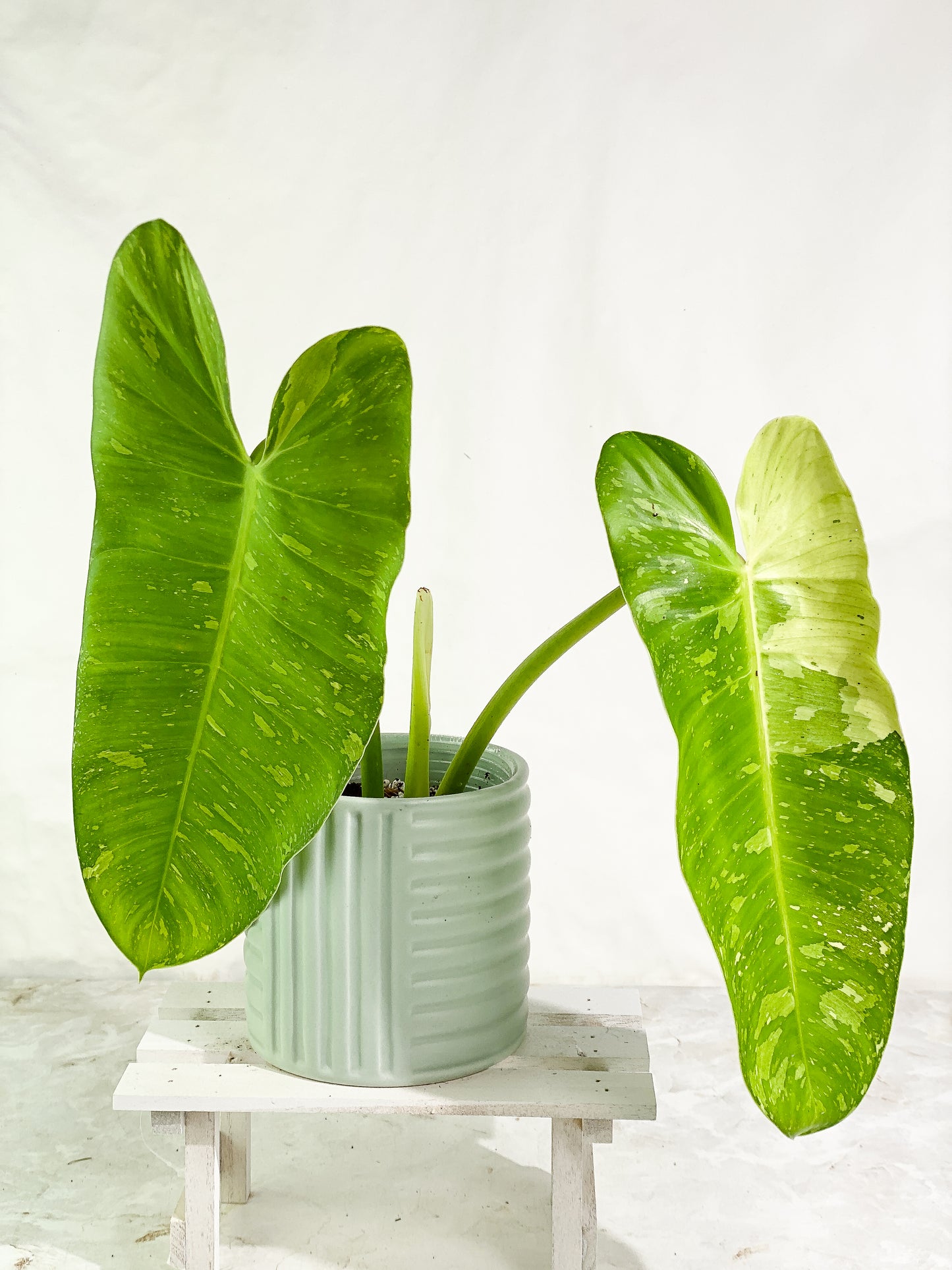 Philodendron Jose Buono Top Cutting 2 huge leaves & 1 sprout Rooting