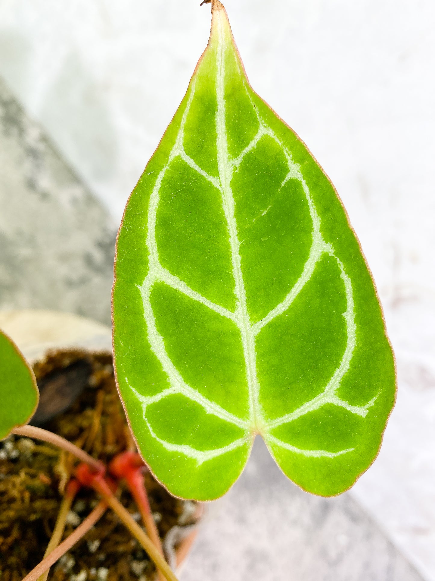 Anthurium Crystallinum  6 leaves fully rooted