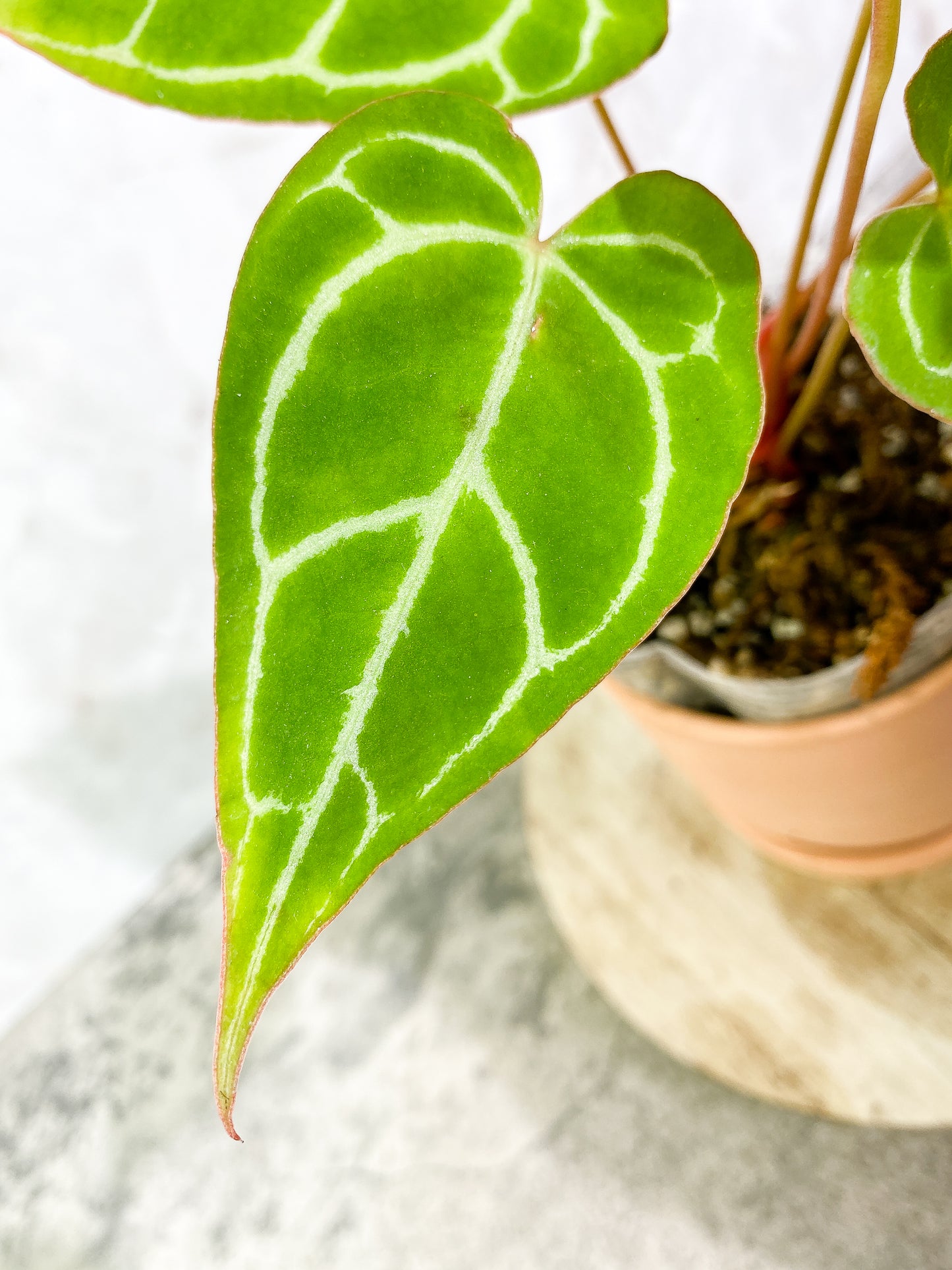 Anthurium Crystallinum  6 leaves fully rooted