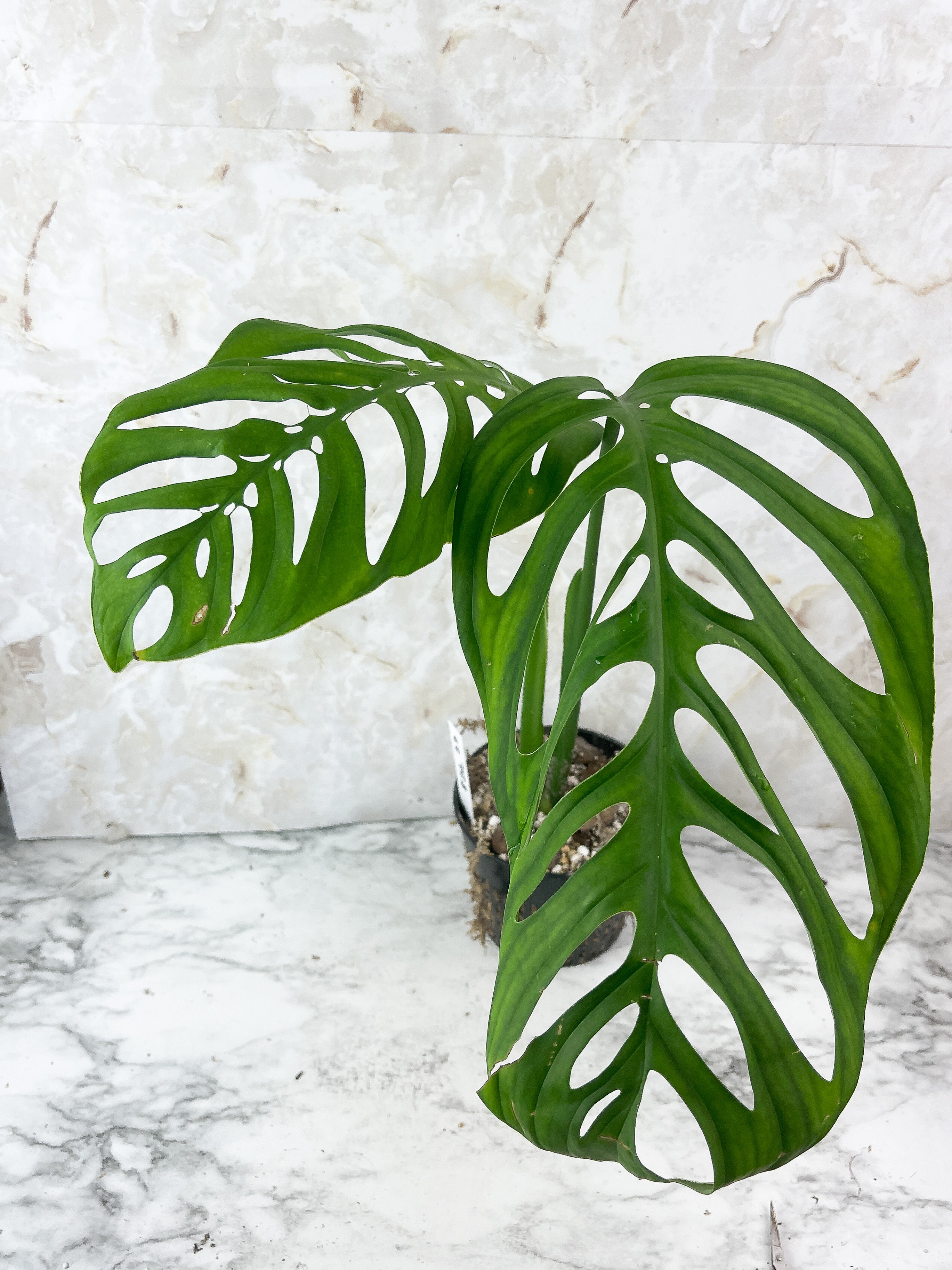 Monstera Esqueleto Rooted Top Cutting 2 huge leaves