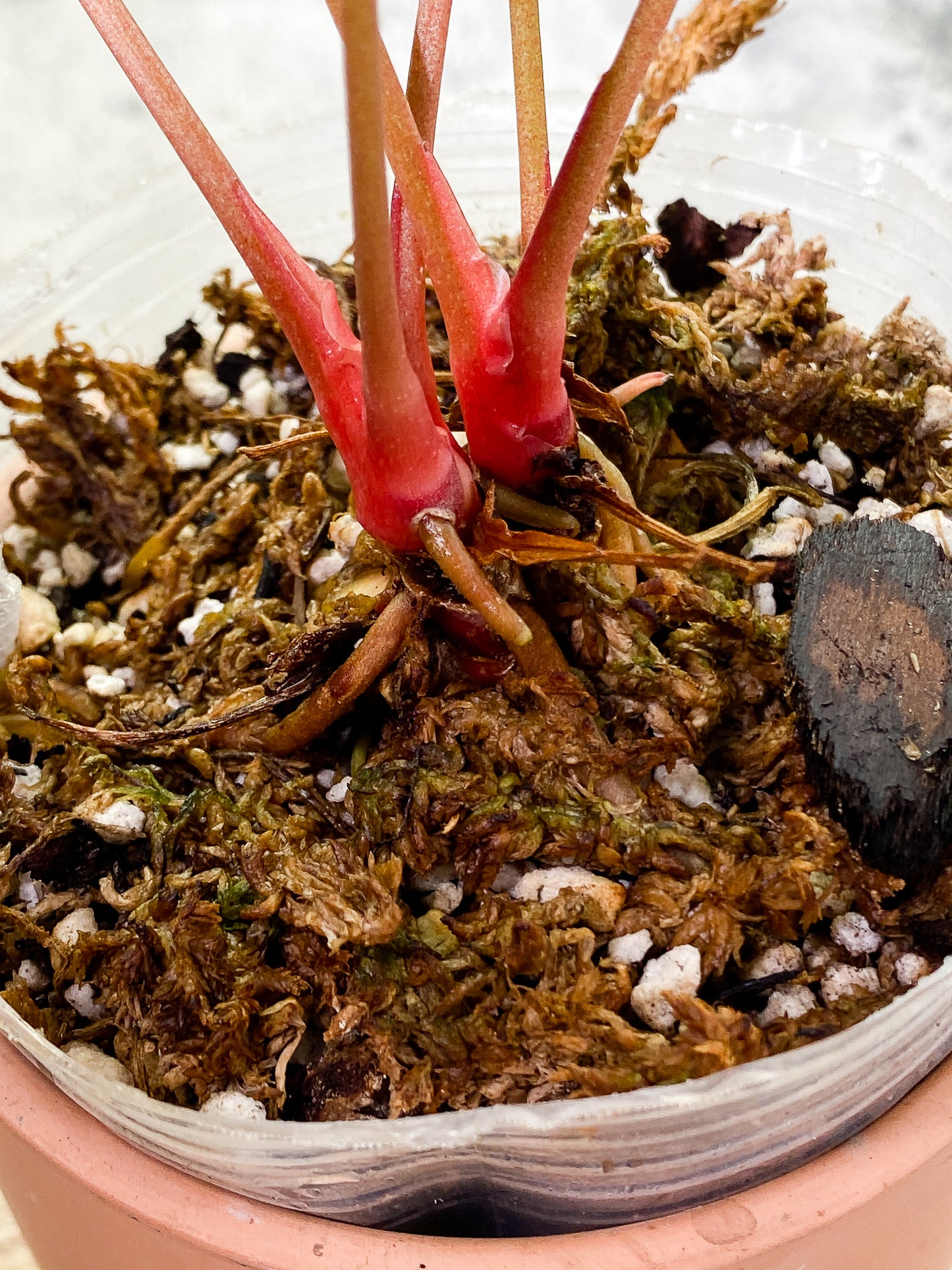 Anthurium Crystallinum  6 leaves fully rooted