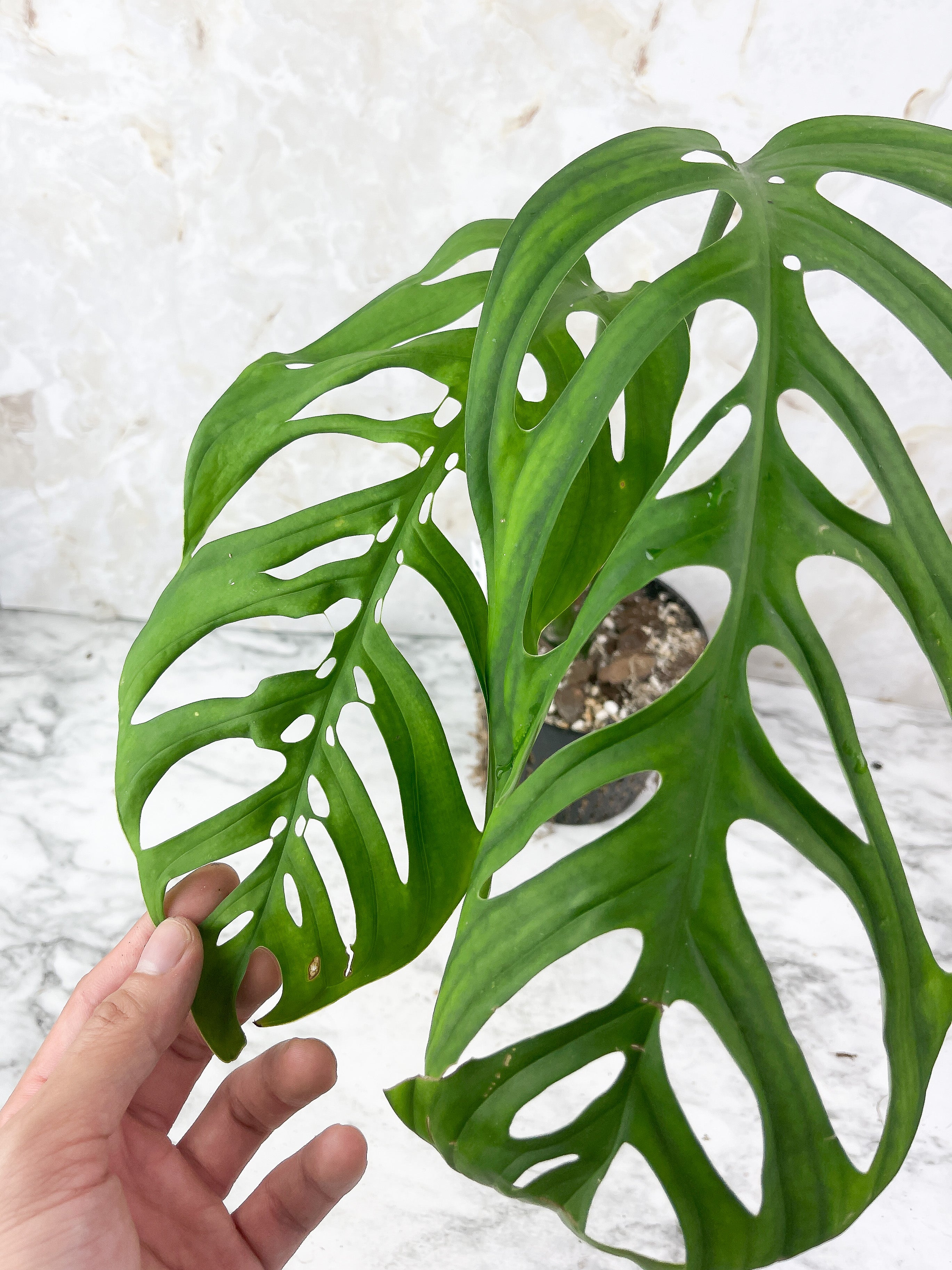 Monstera Esqueleto Rooted Top Cutting 2 huge leaves