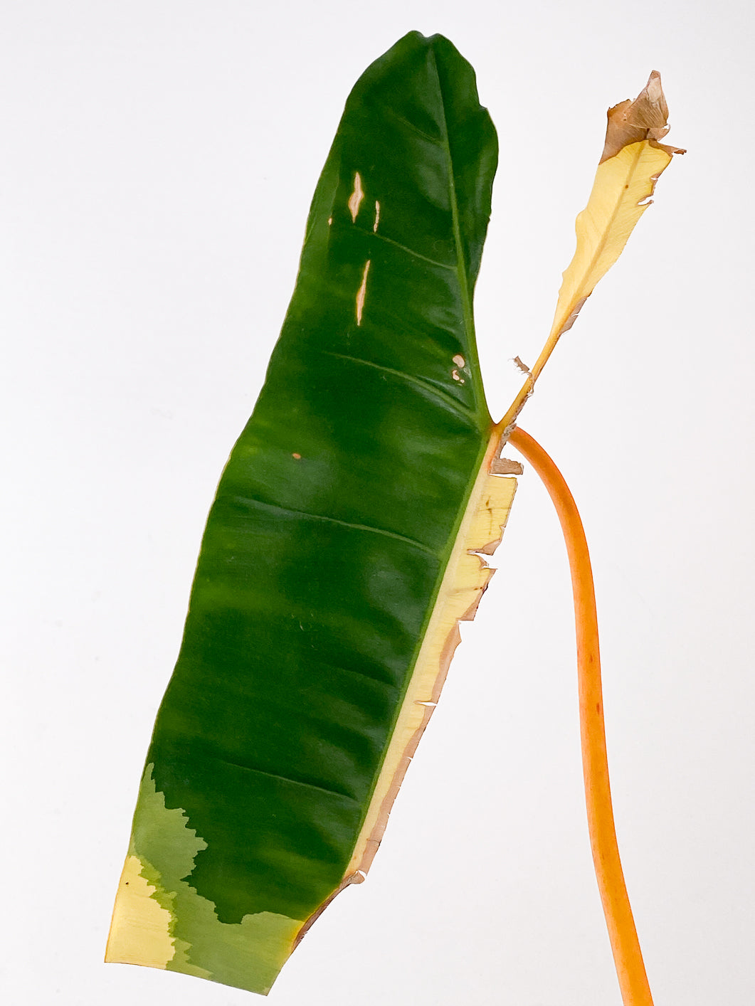 Philodendron  Billietiae variegated  Top Cutting 2 leaves 1 sprout 2 extra nodes Slightly Rooted