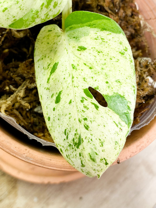 Epipremnum pinnatum marble 2 leaves 1 sprout rooting