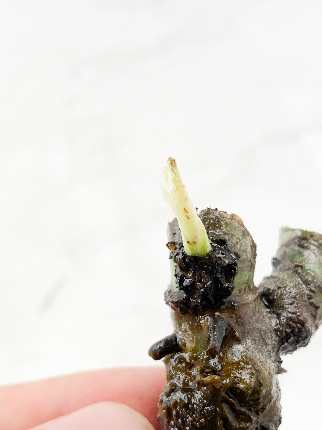 Philodendron  Whipple Way Rooting double node 1 sprout 1 growing bud