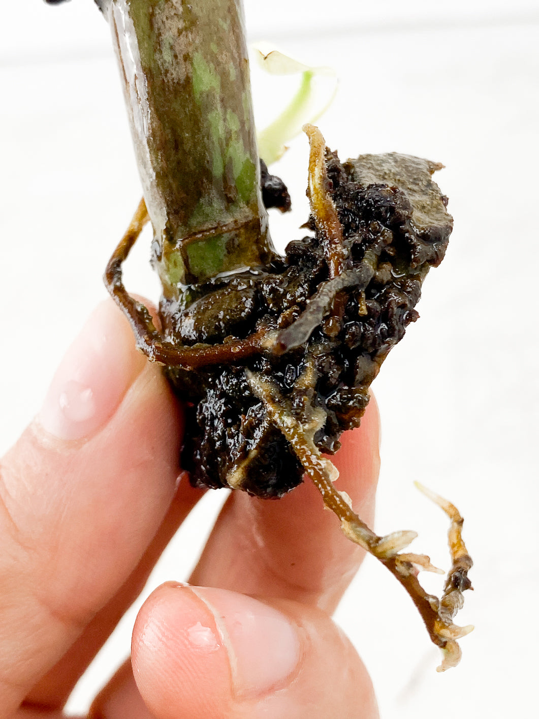 Philodendron  Whipple Way Rooting double nodes and sprouts