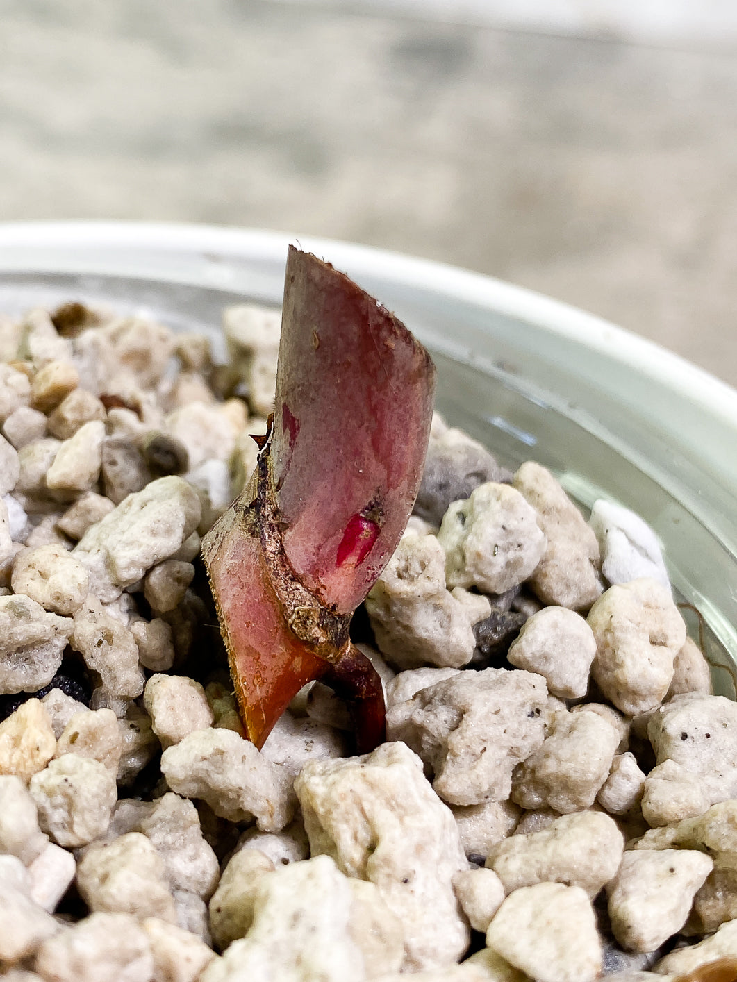 Philodendron Red Anderson Rooted node 1 growing bud