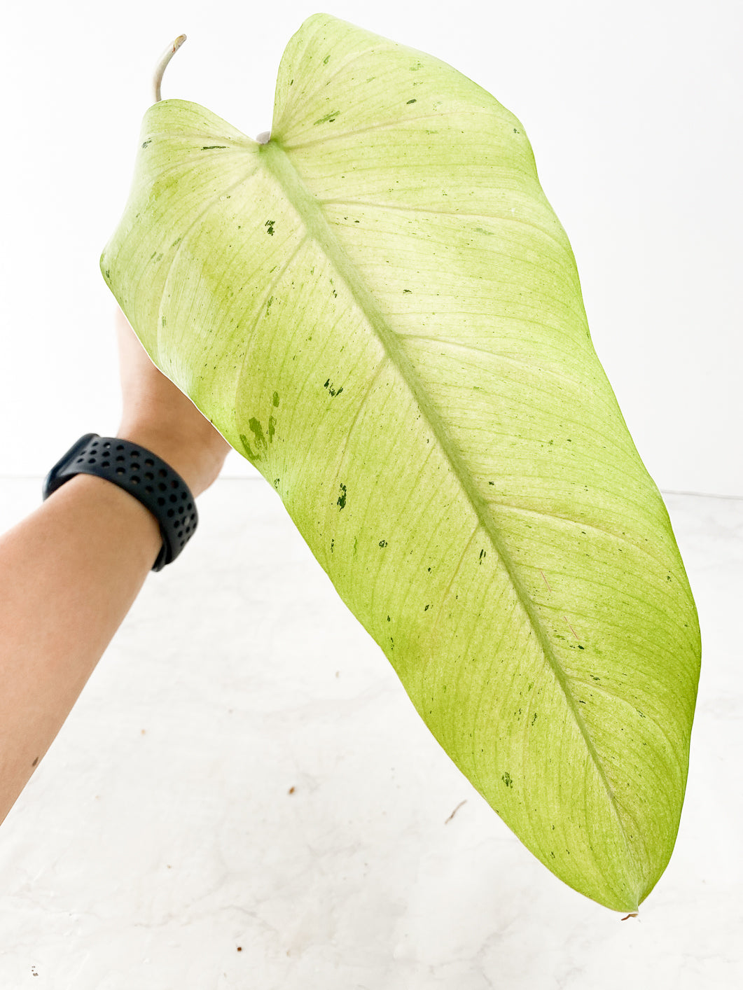 philodendron  Whipple Way Rooting 2 leaves Top Cutting