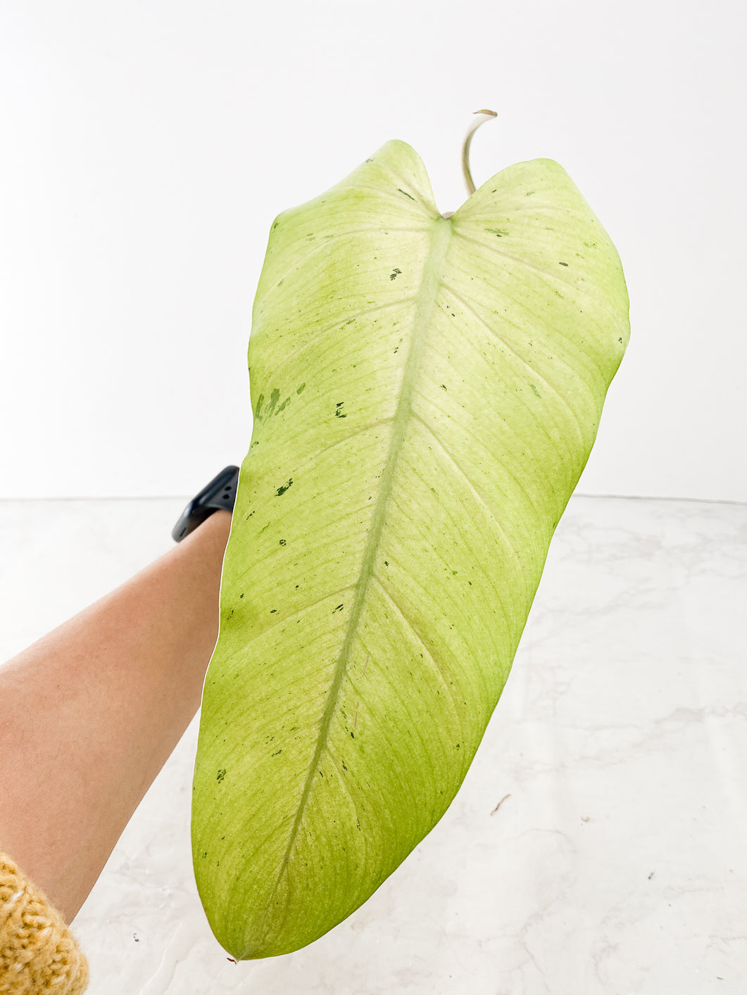 philodendron  Whipple Way Rooting 2 leaves Top Cutting