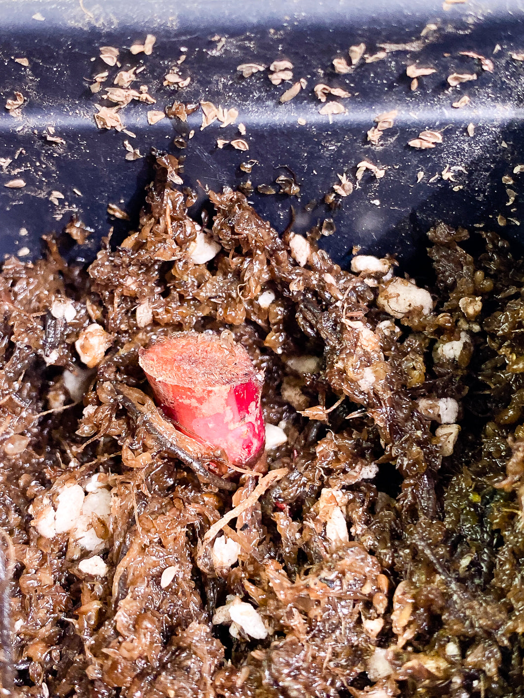 Philodendron Red Anderson Rooting node 1 growing bud