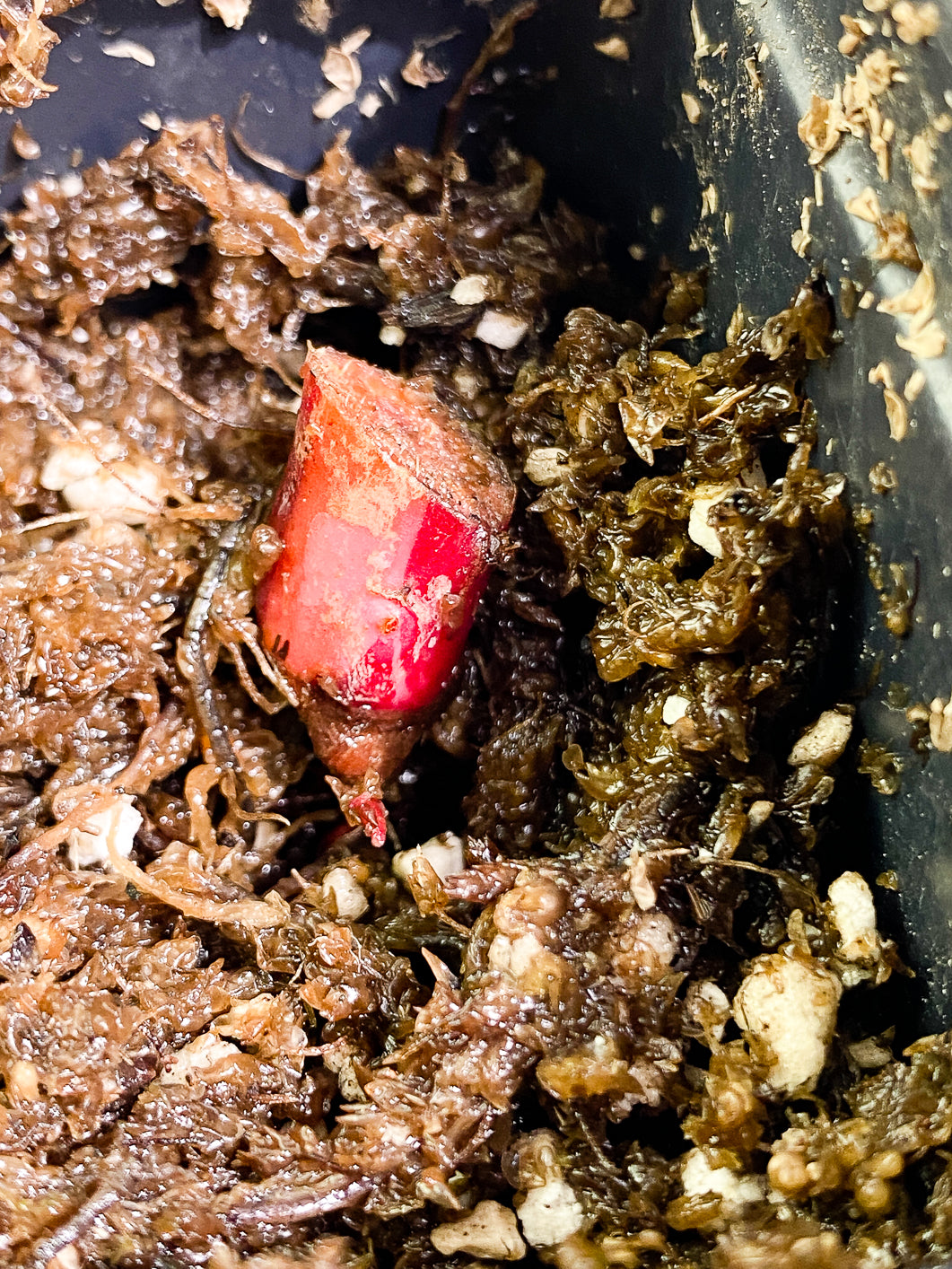 Philodendron Red Anderson Rooting node 1 growing bud
