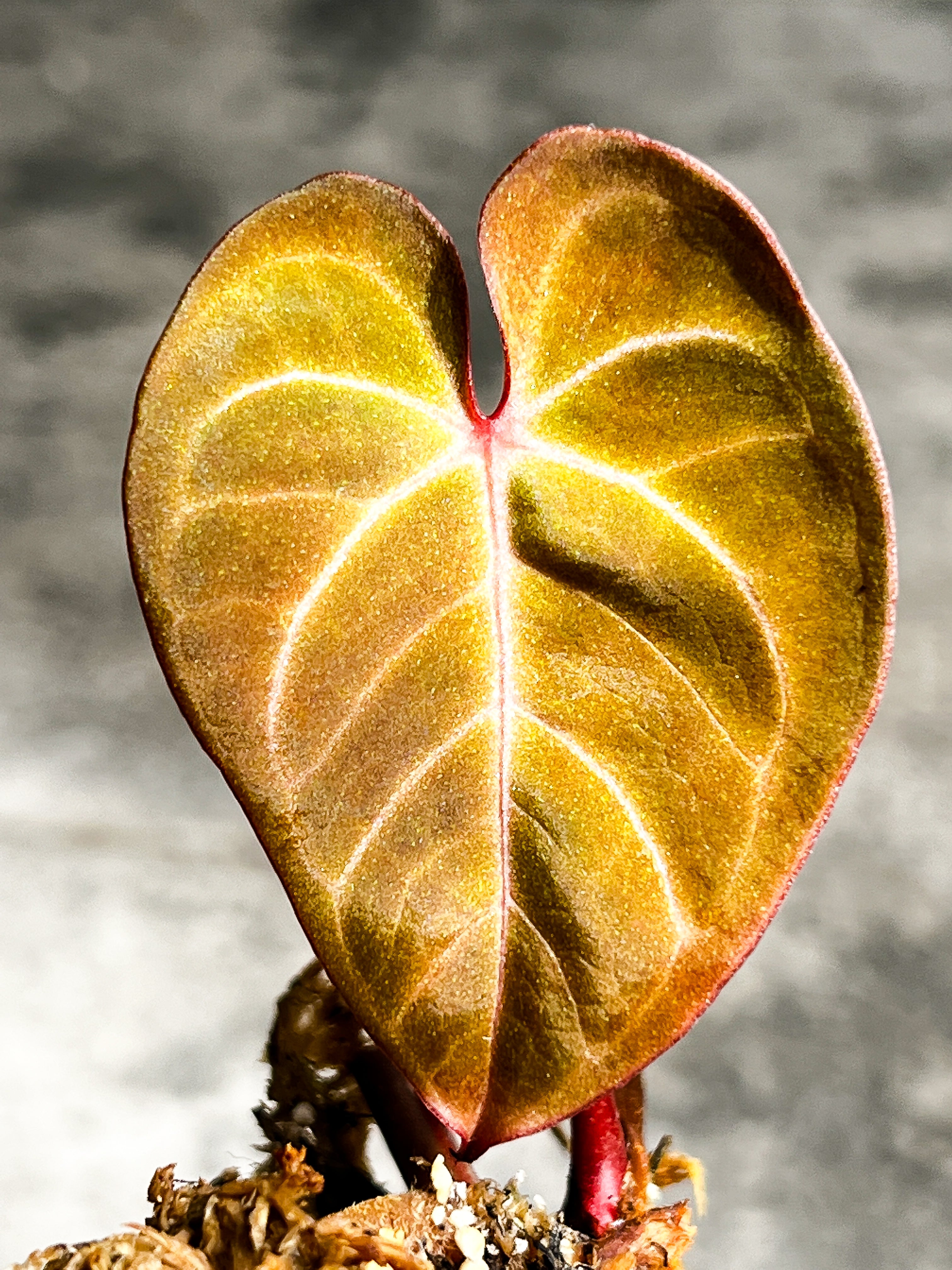 Anthurium Raven's Heart (Papillilaminum x Ace of spades) Rooted 1 leaf