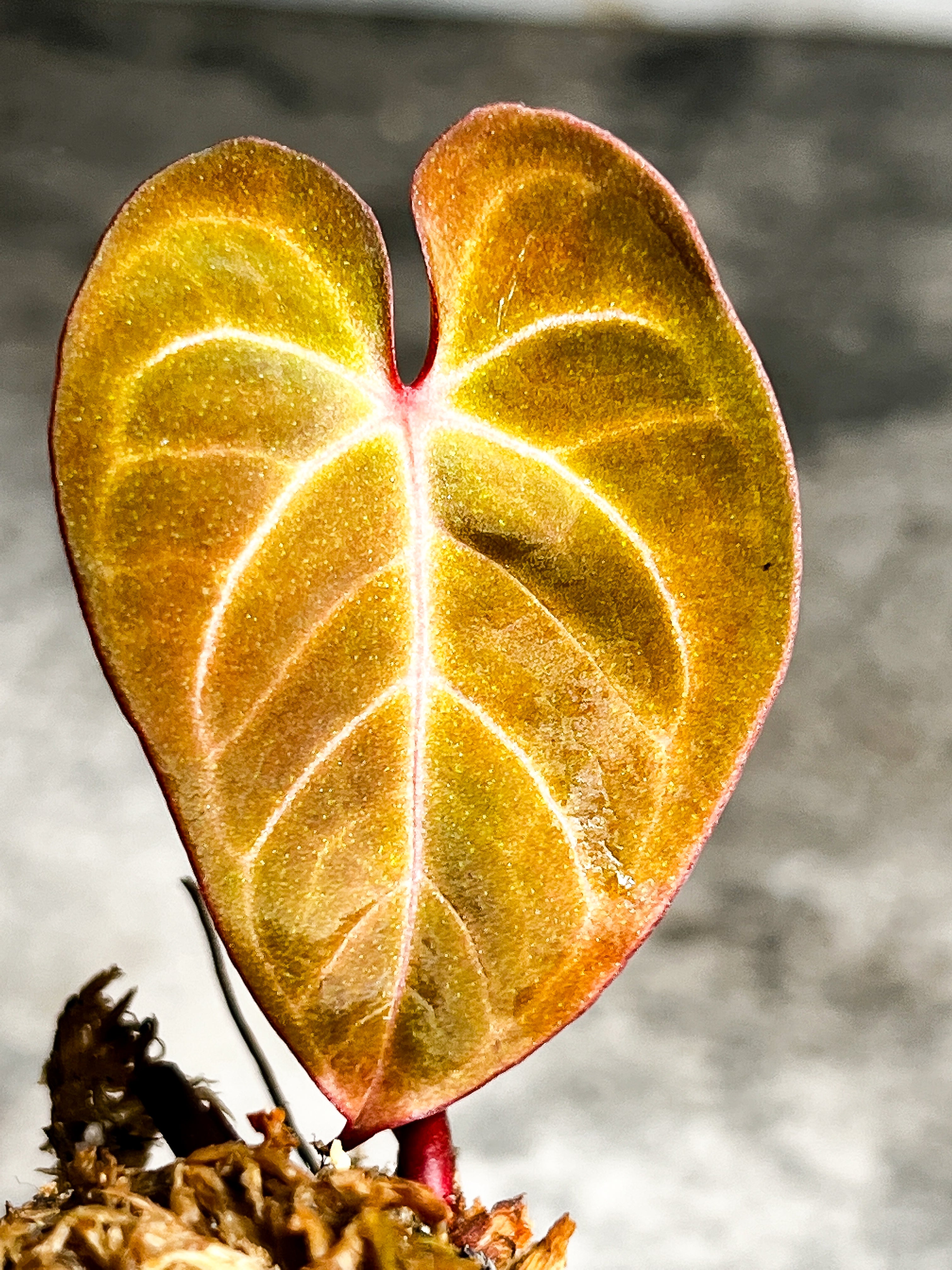 Anthurium Raven's Heart (Papillilaminum x Ace of spades) Rooted 1 leaf