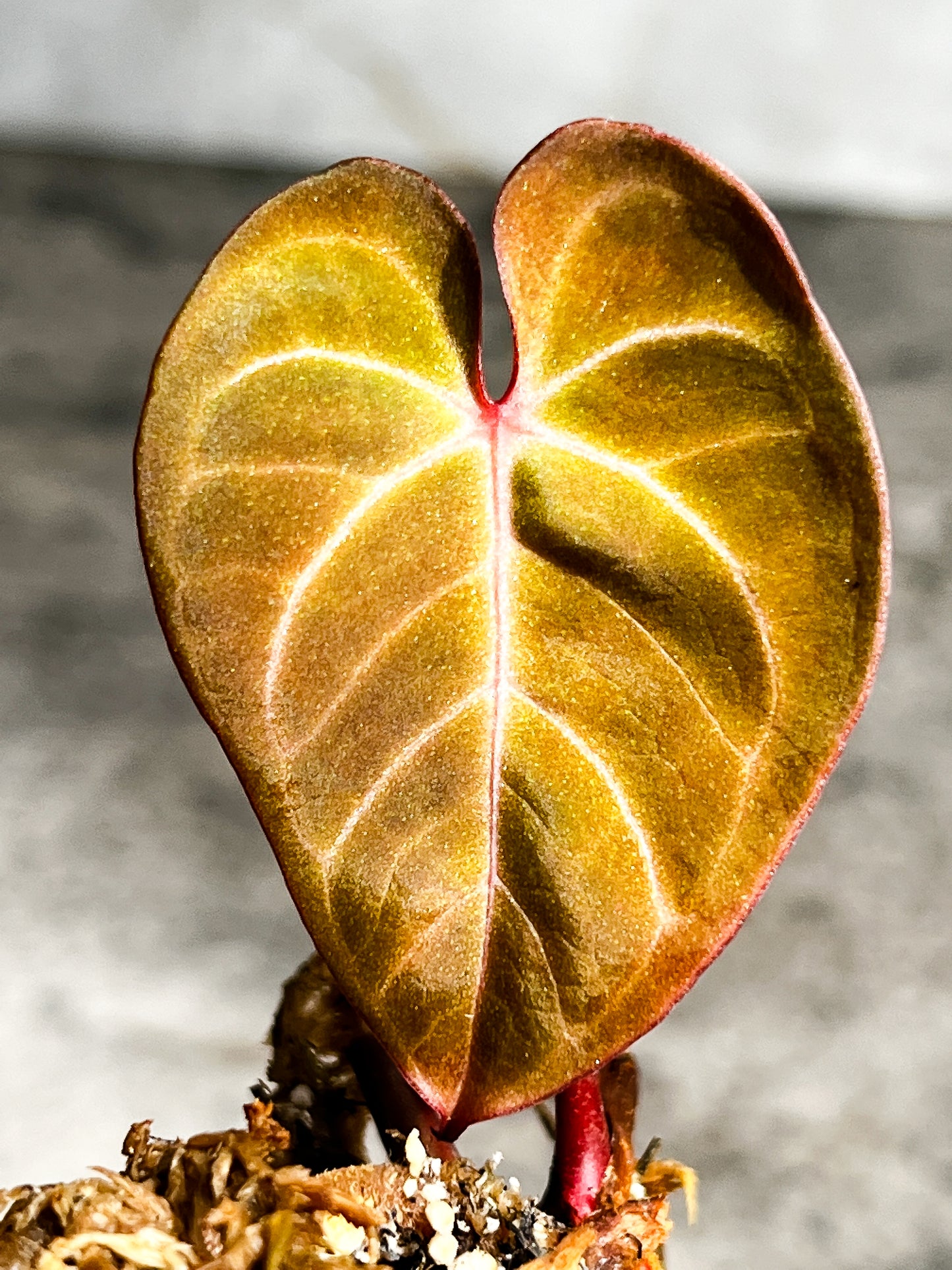 Anthurium Raven's Heart (Papillilaminum x Ace of spades) Rooted 1 leaf