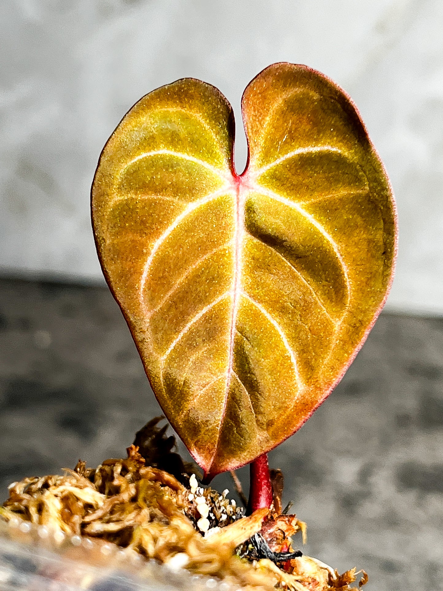 Anthurium Raven's Heart (Papillilaminum x Ace of spades) Rooted 1 leaf