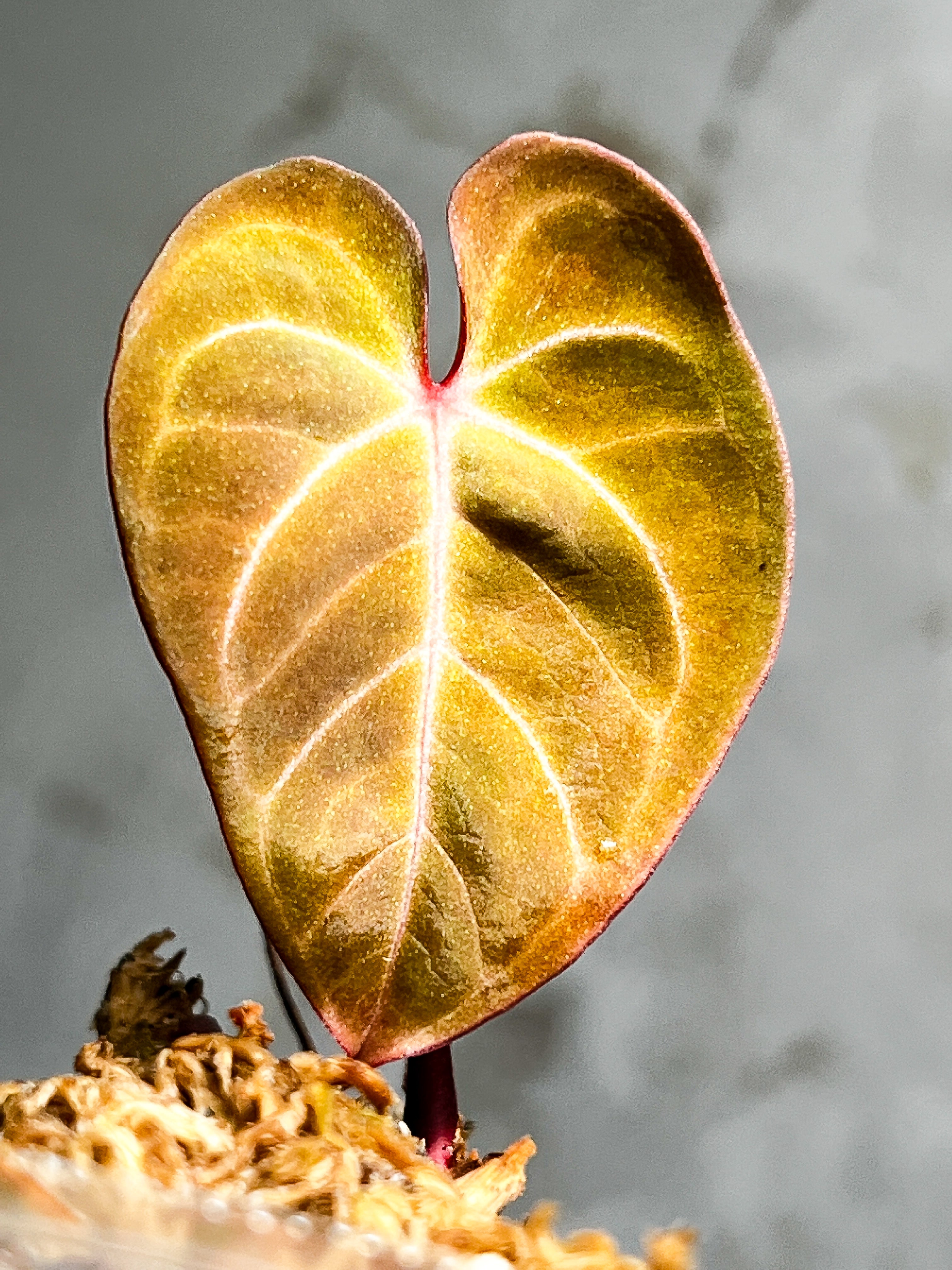 Anthurium Raven's Heart (Papillilaminum x Ace of spades) Rooted 1 leaf