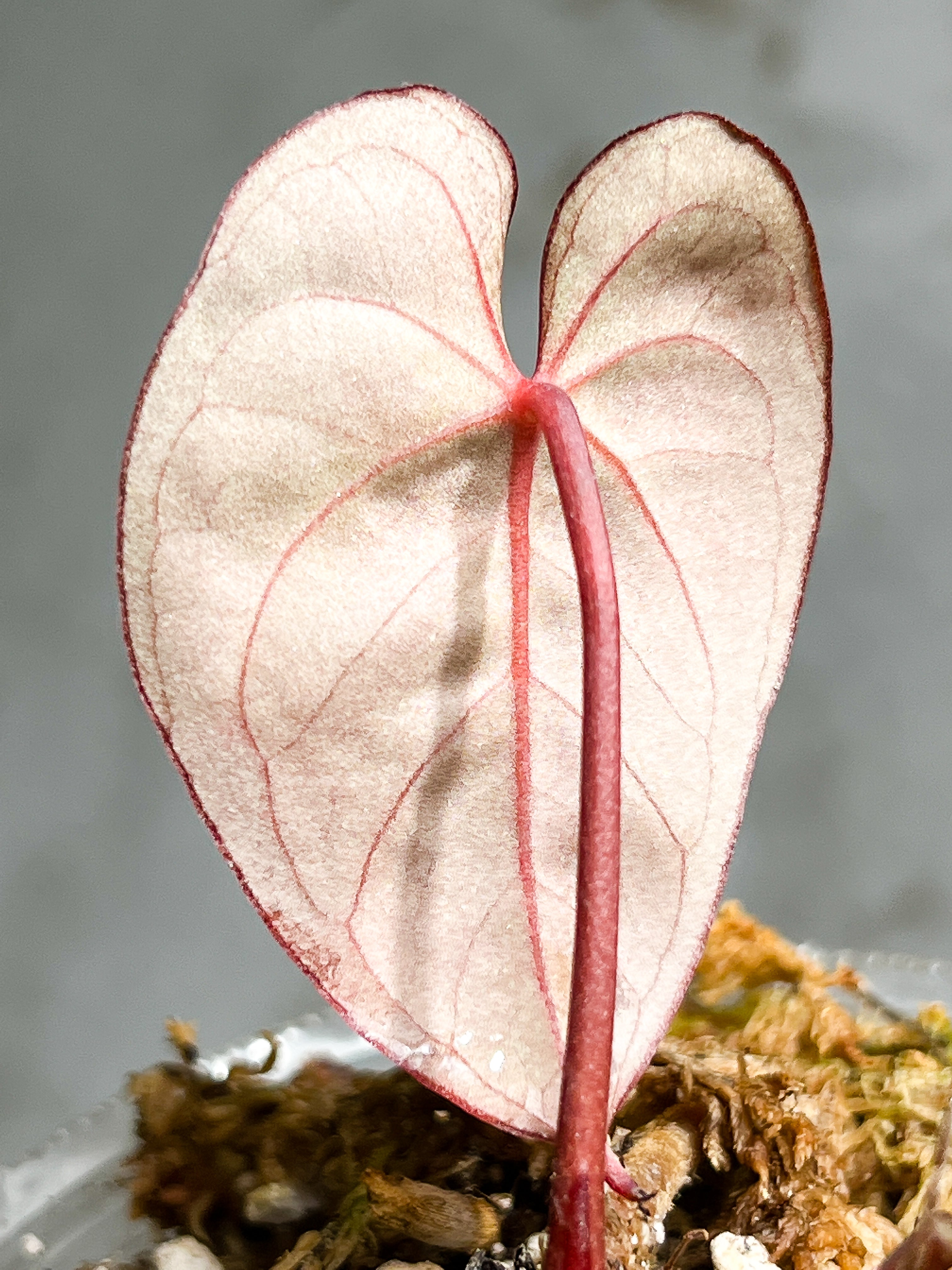 Anthurium Raven's Heart (Papillilaminum x Ace of spades) Rooted 1 leaf