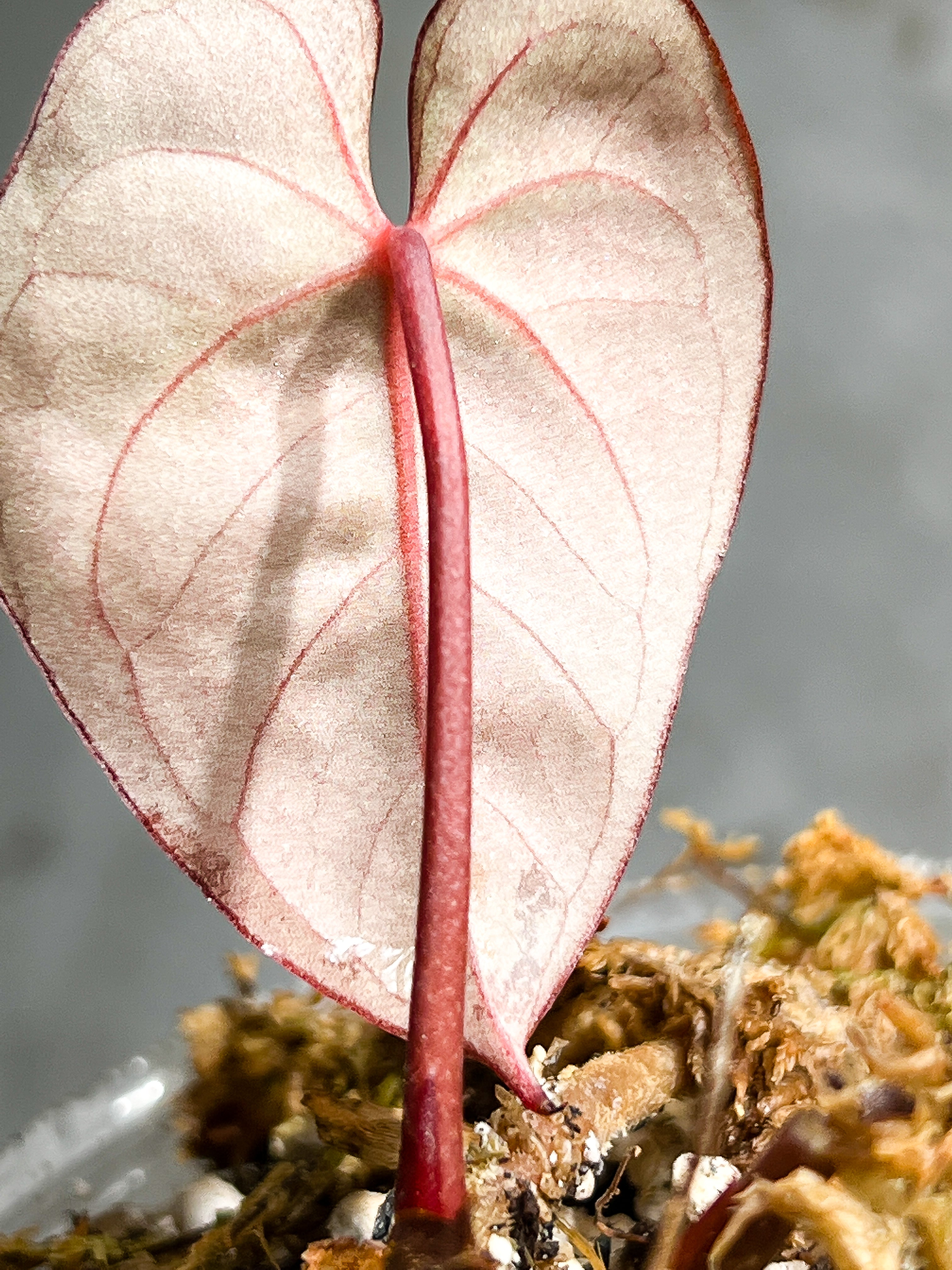 Anthurium Raven's Heart (Papillilaminum x Ace of spades) Rooted 1 leaf