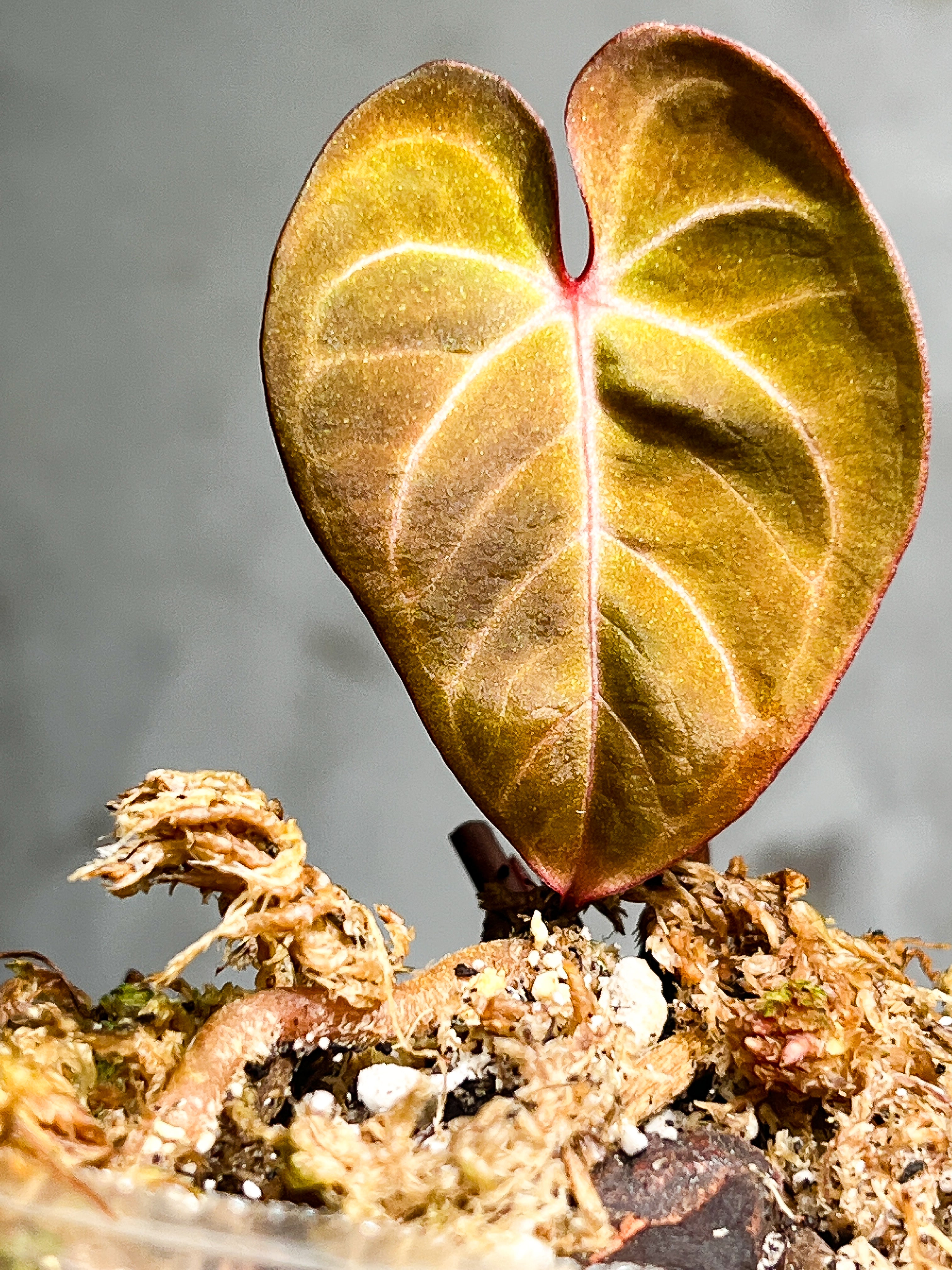 Anthurium Raven's Heart (Papillilaminum x Ace of spades) Rooted 1 leaf