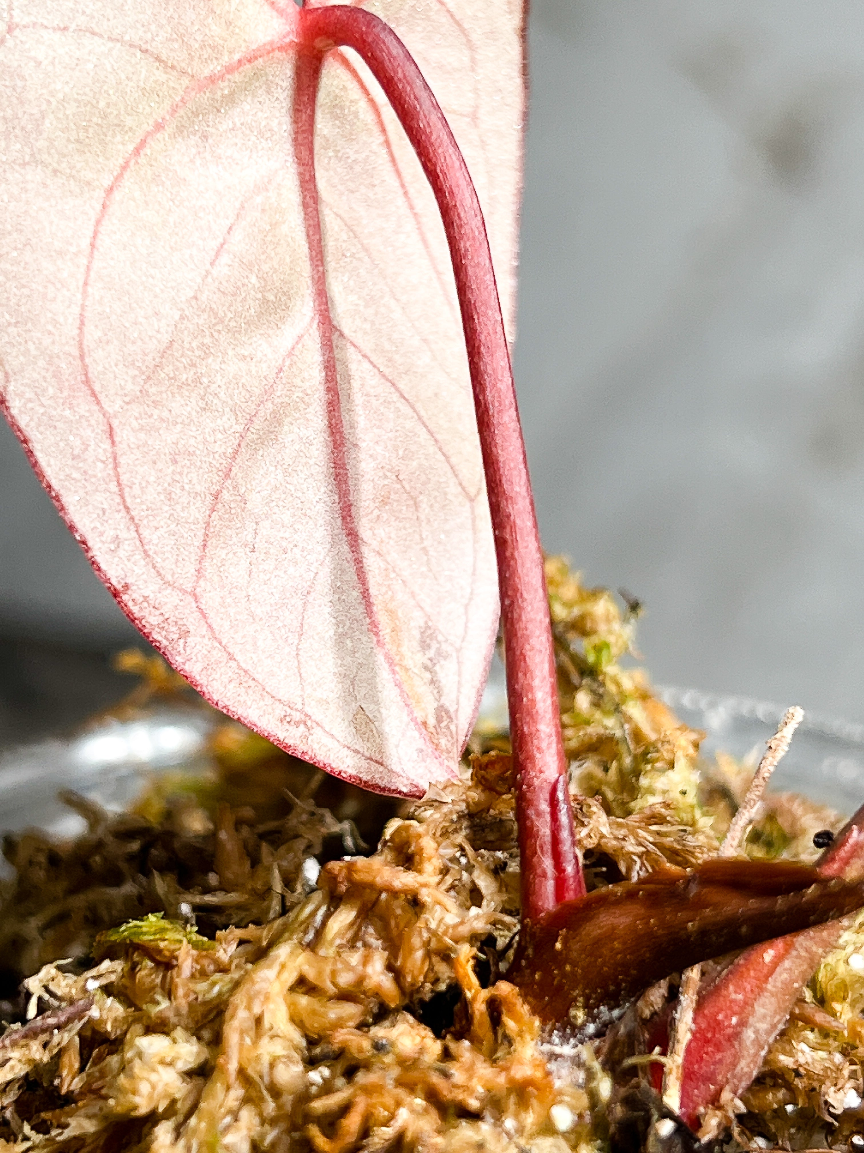 Anthurium Raven's Heart (Papillilaminum x Ace of spades) Rooted 1 leaf