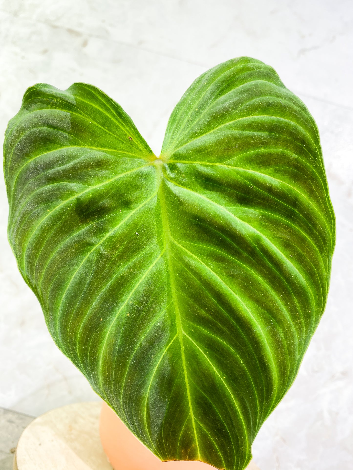 Philodendron Splendid 1 leaf  slightly rooted