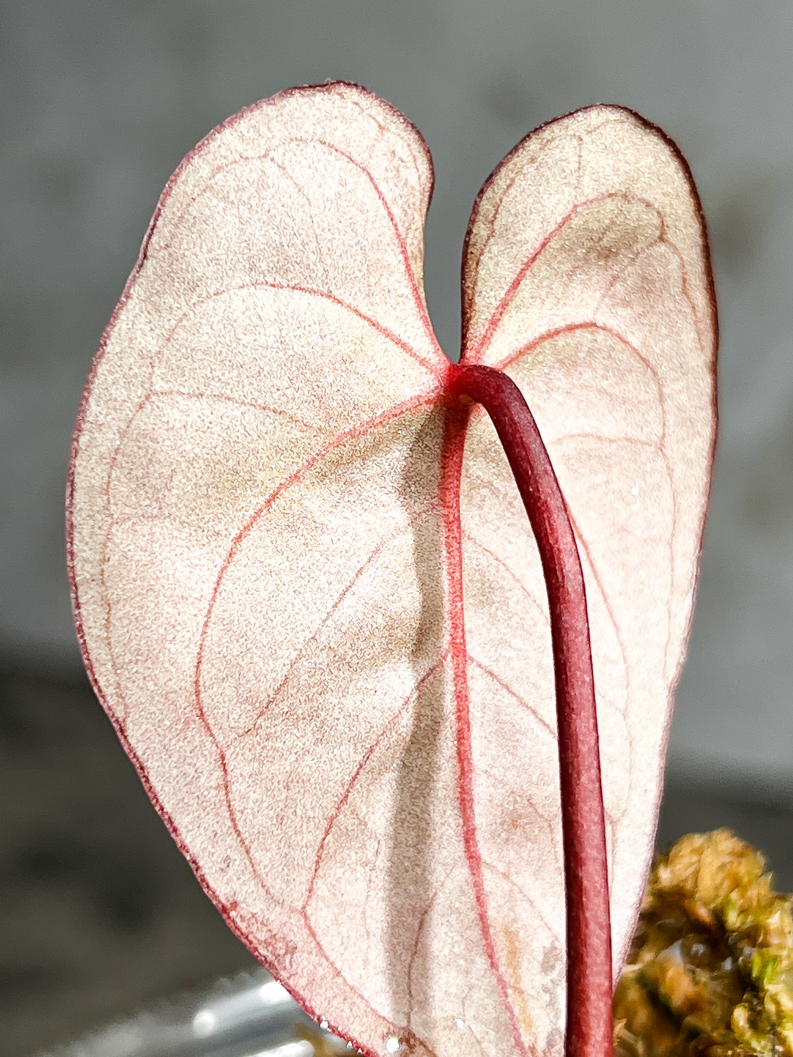 Anthurium Raven's Heart (Papillilaminum x Ace of spades) Rooted 1 leaf