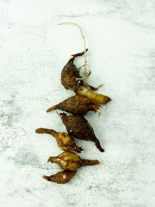 DO NOT BUY: Alocasia Dragon Scale corm