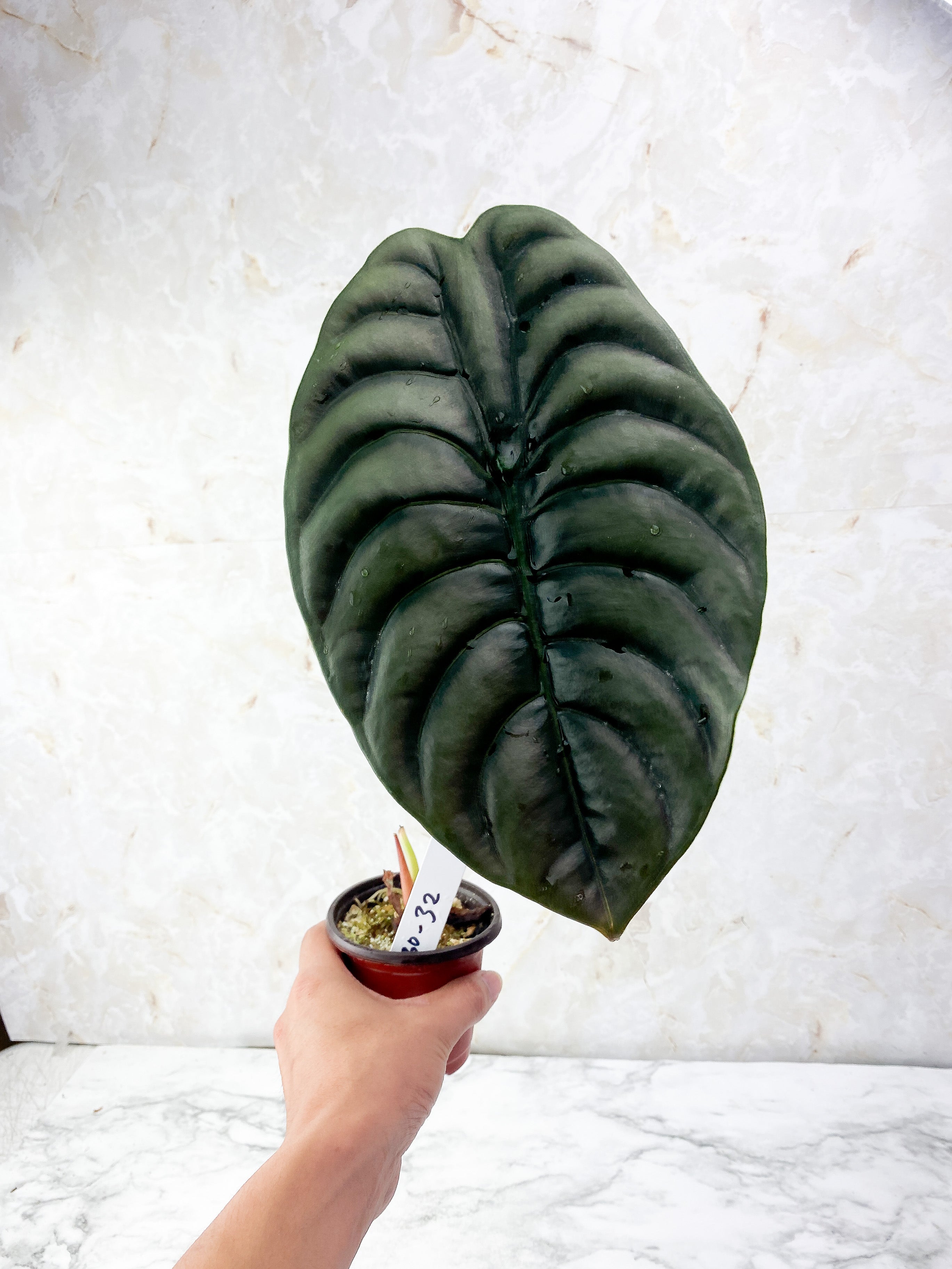 Alocasia Cuprea Rooted