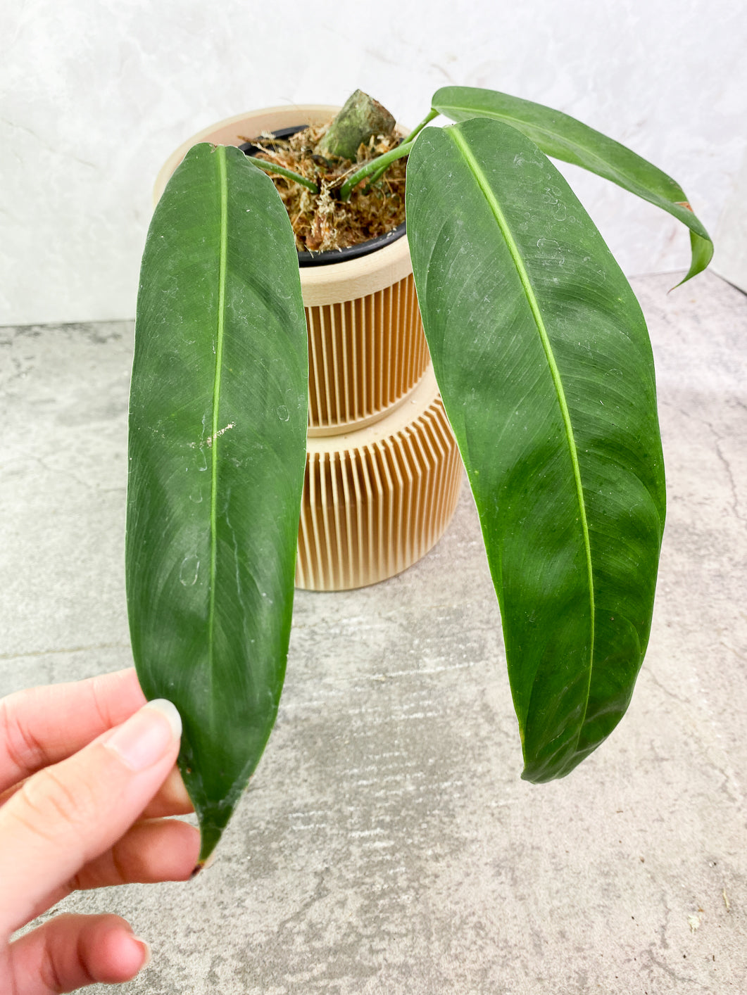 Philodendron Patriciae 3 leaves rooted