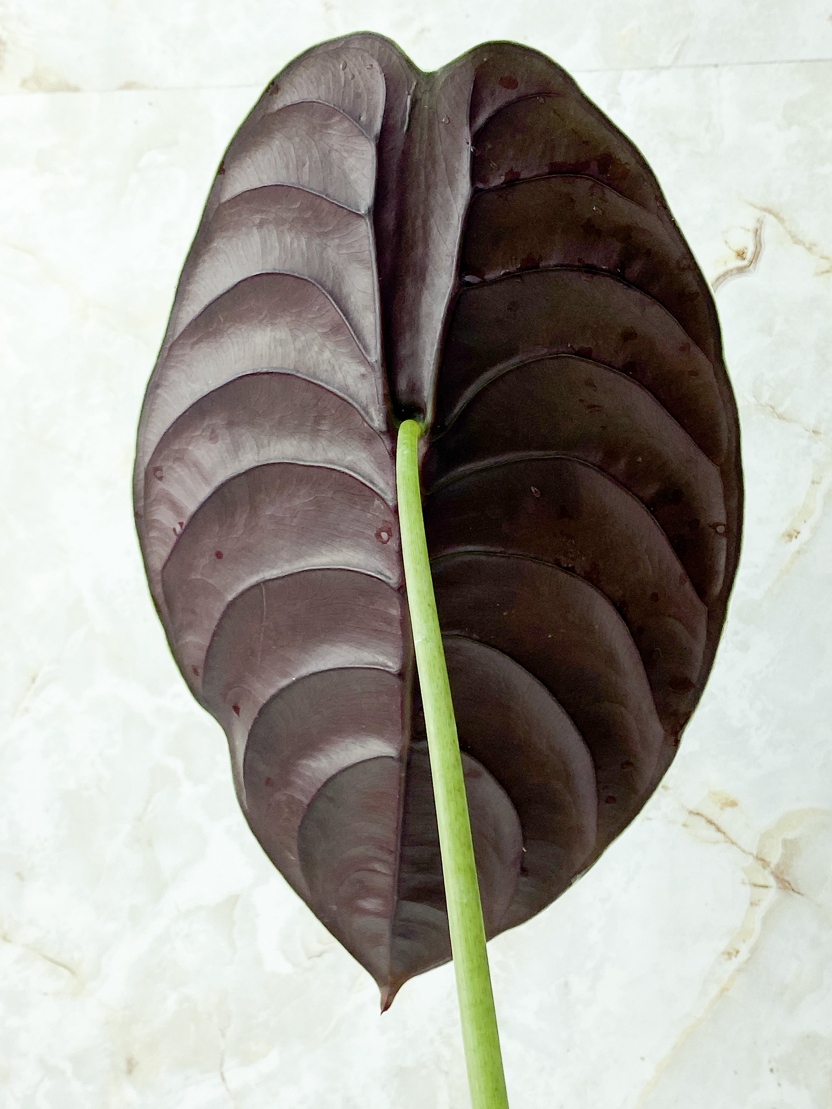 Alocasia Cuprea Rooted